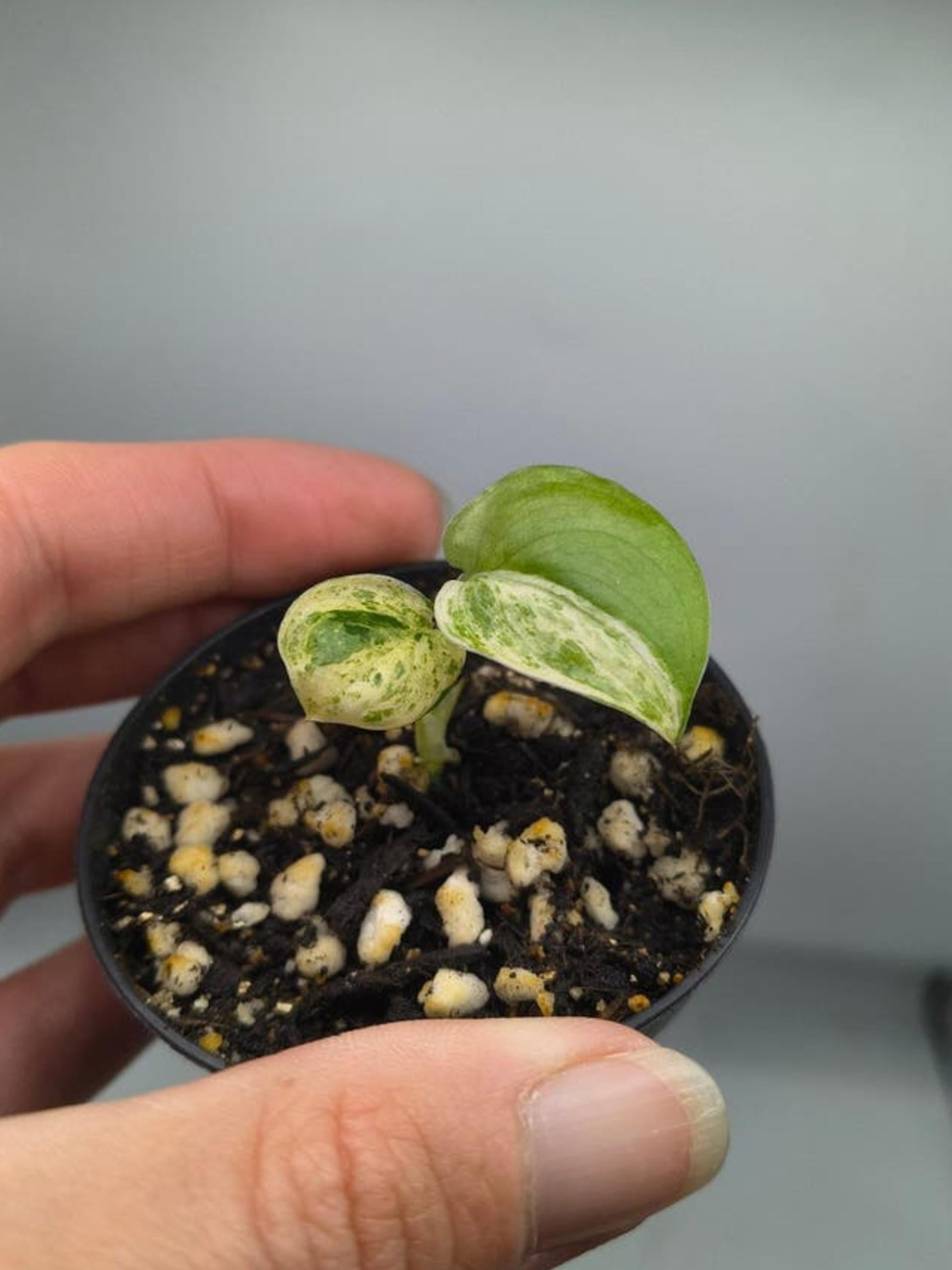 Scindapsus Jade Satin Albo Variegata cutting