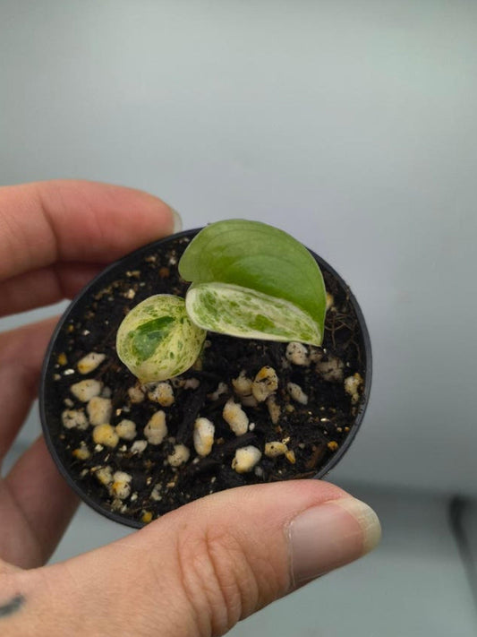 Scindapsus Jade Satin Albo Variegata cutting