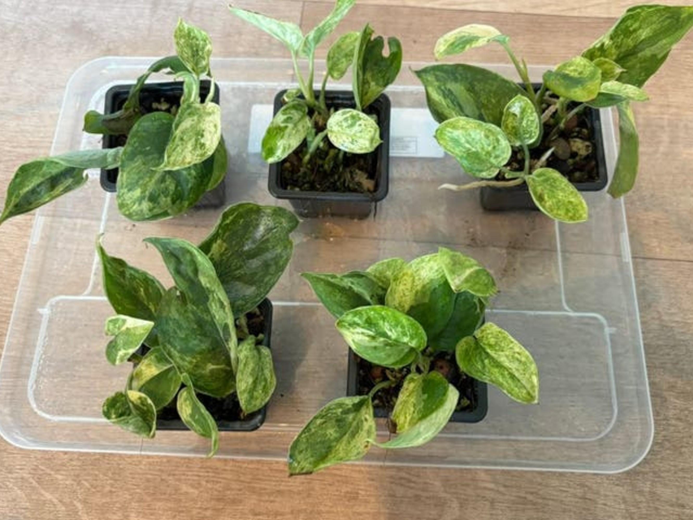 Scindapsus Creme Brulee Variegata cutting