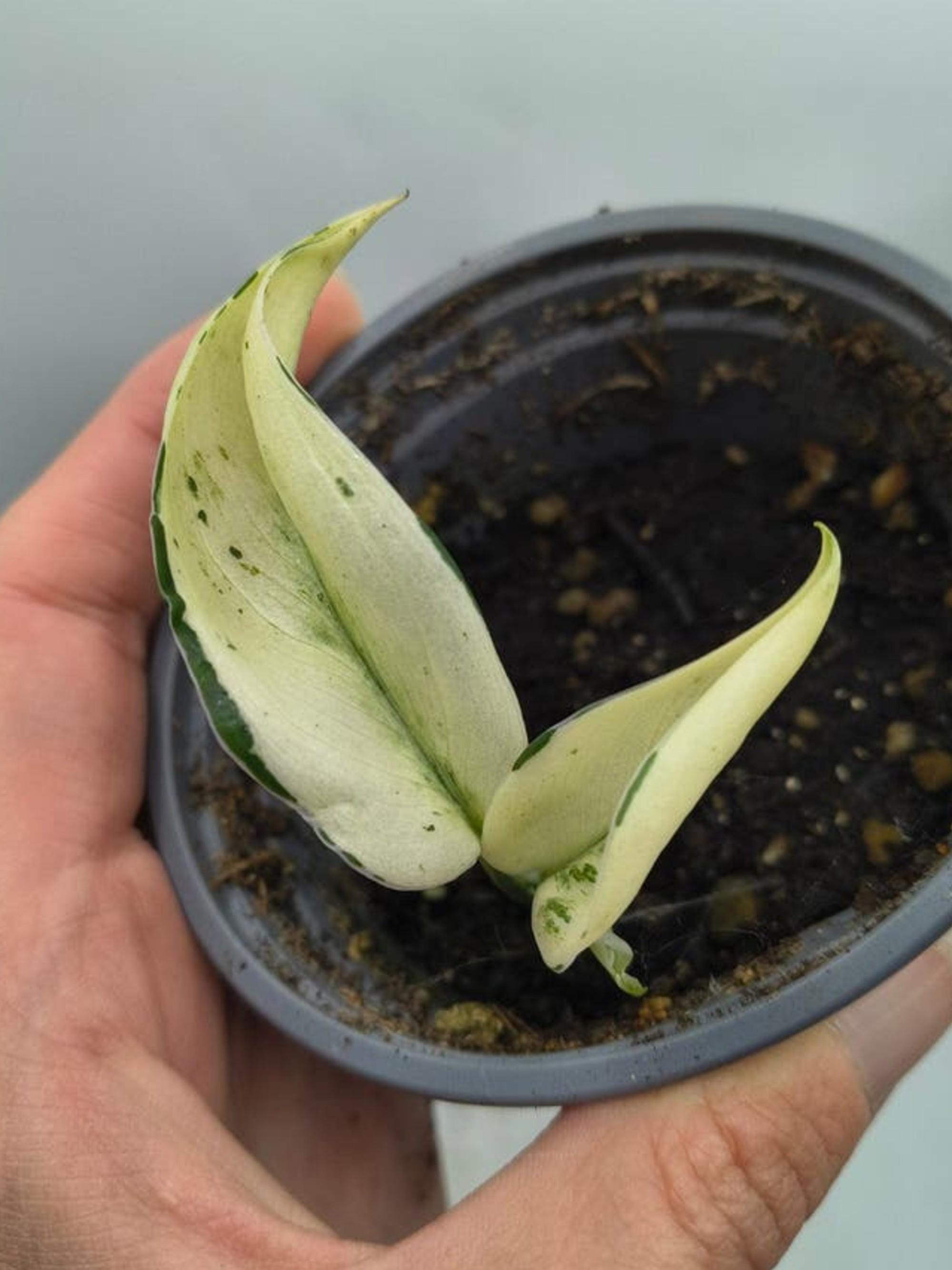 Scindapsus Superstar Mutation Variegata cutting