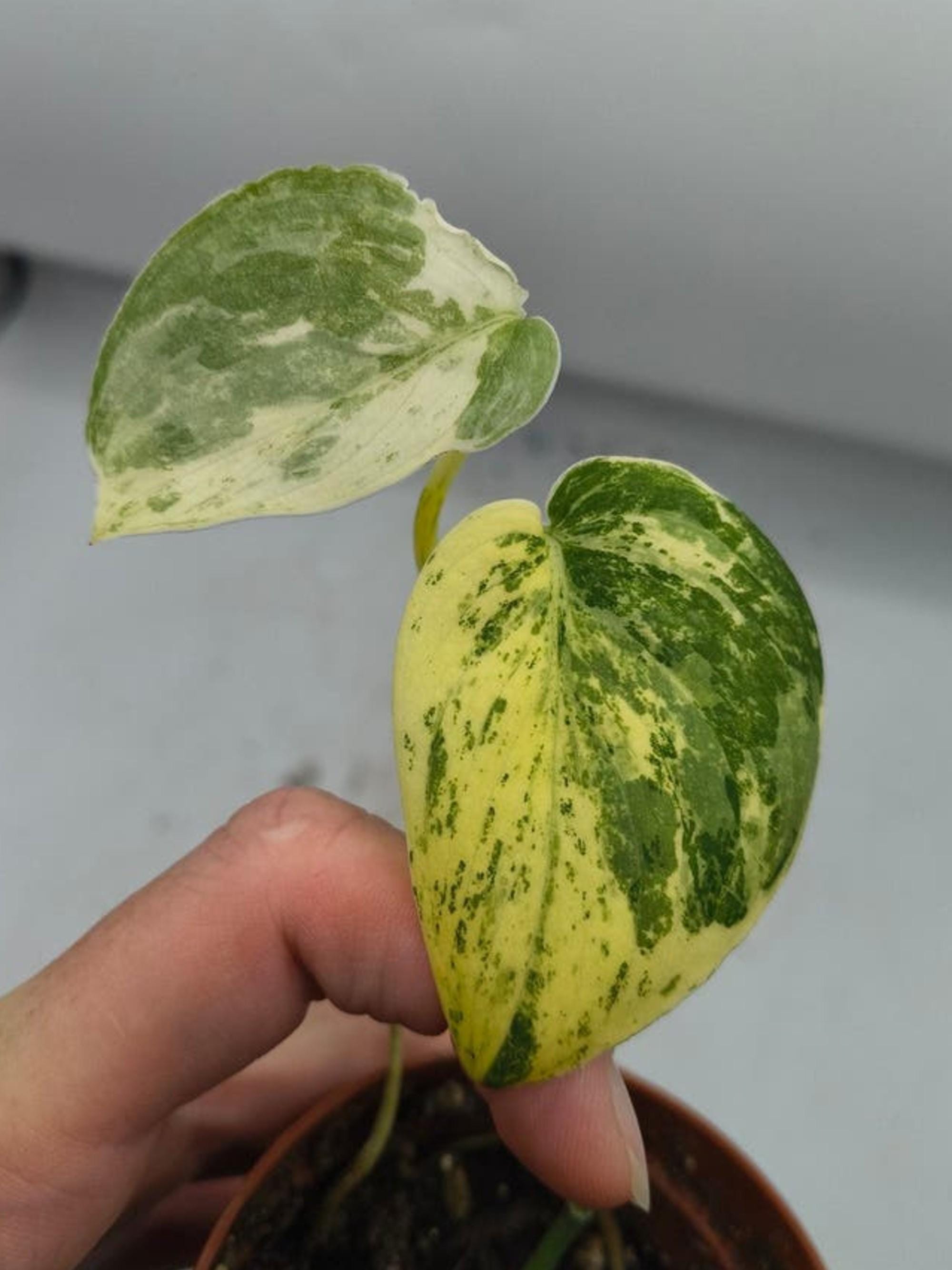 Scindapsus Pictus Mangurai Variegata cutting