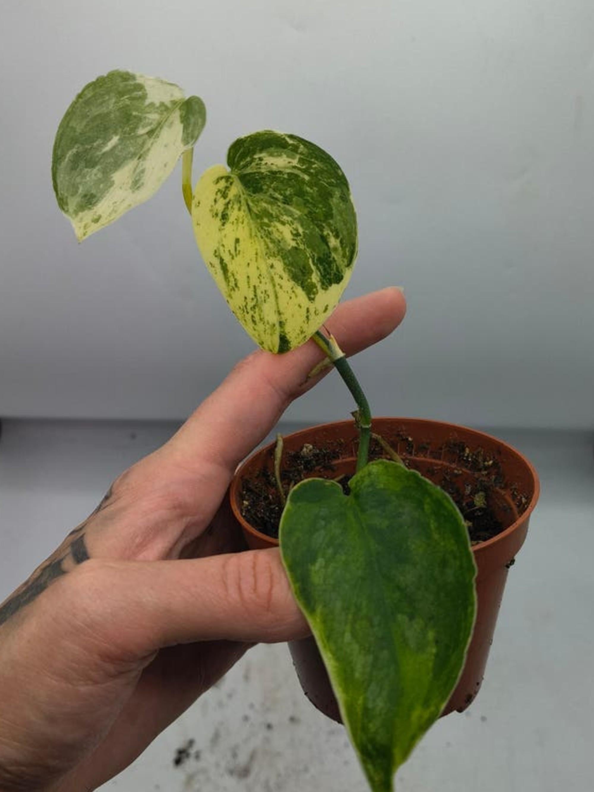 Scindapsus Pictus Mangurai Variegata cutting