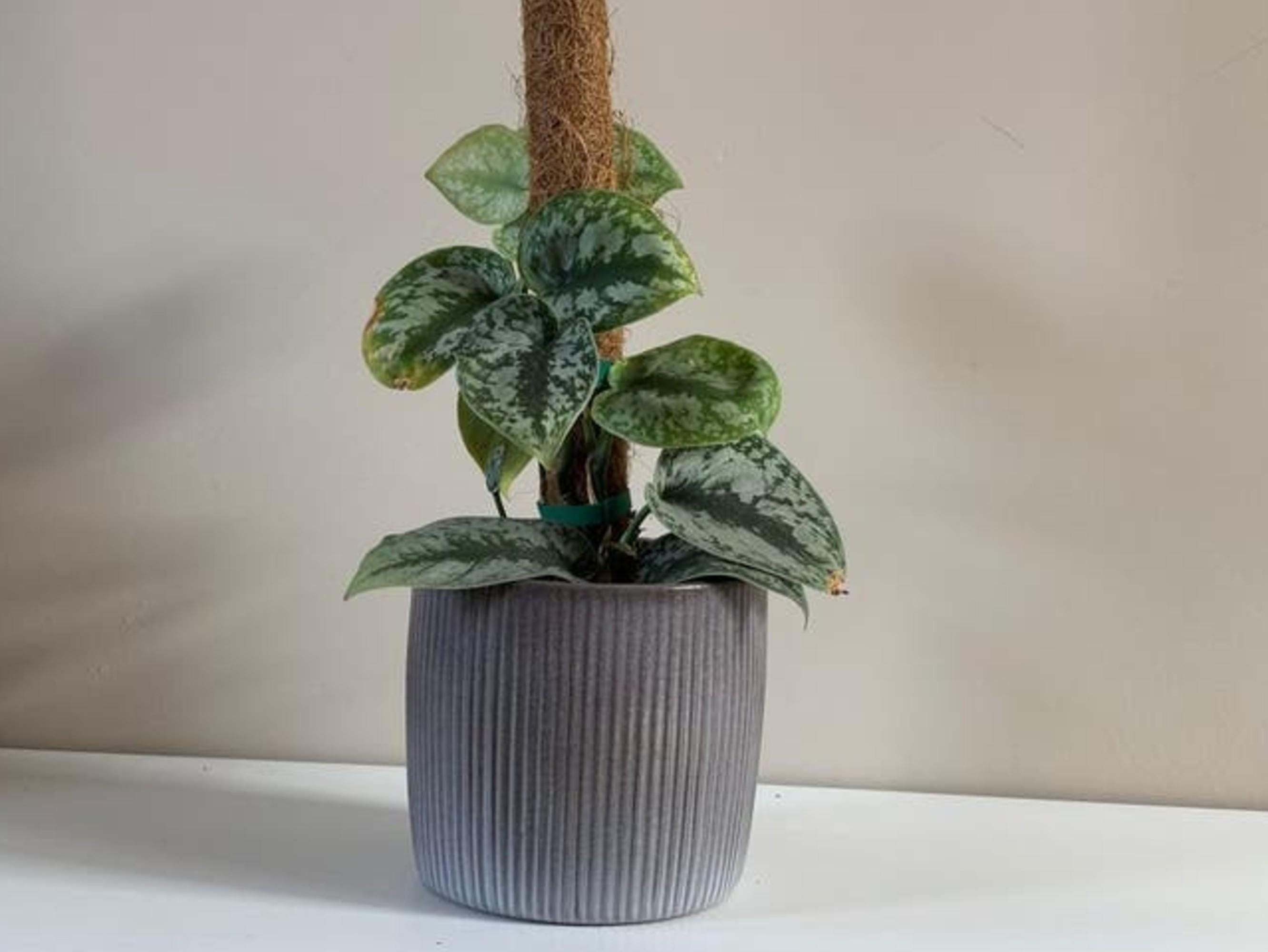 Scindapsus Pictus Exotica cutting