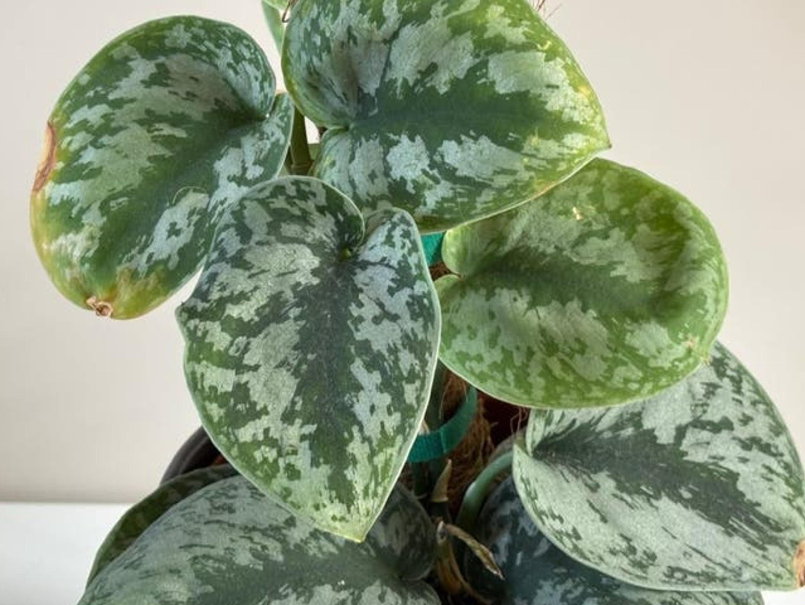 Scindapsus Pictus Exotica cutting
