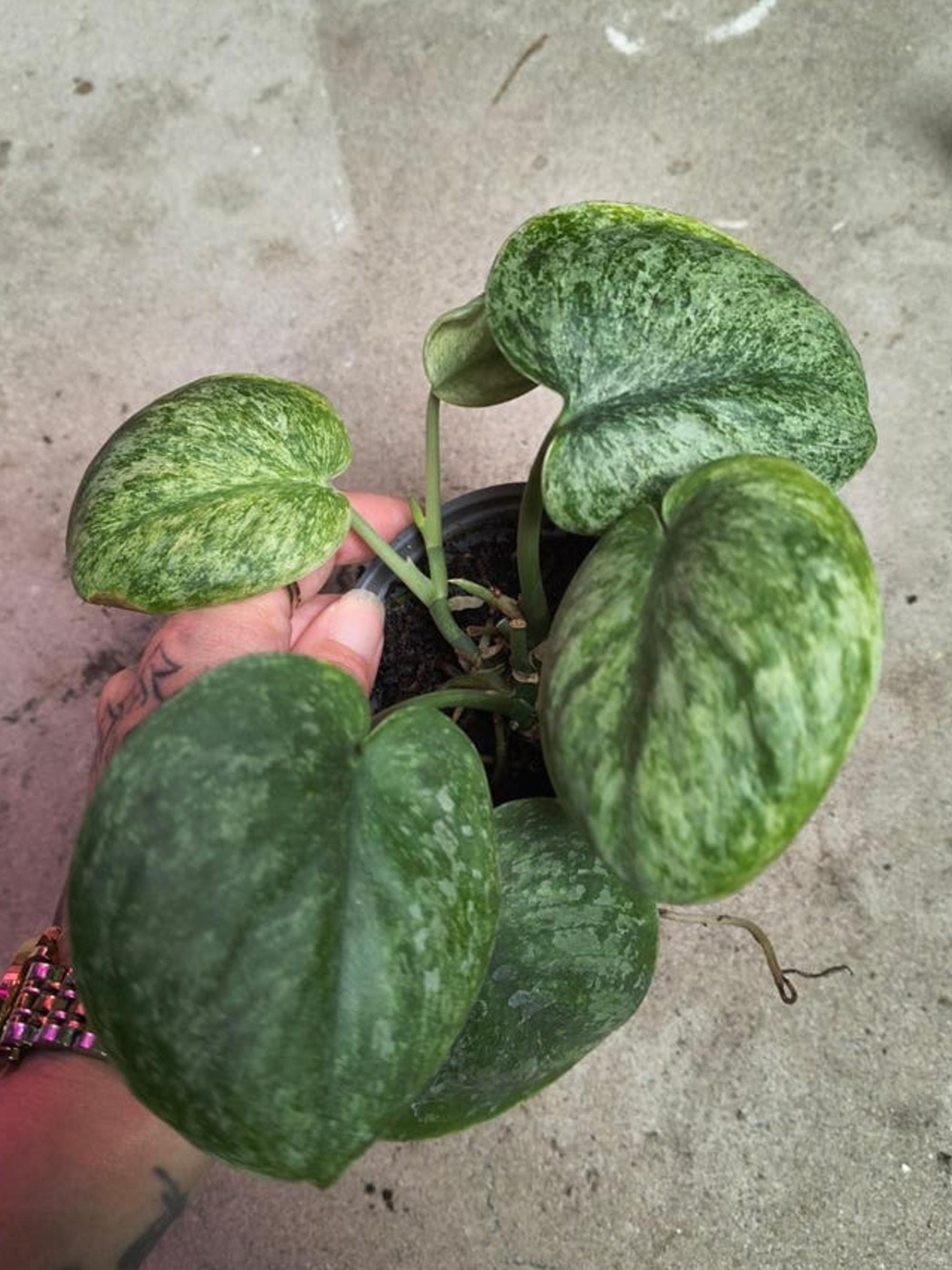 Scindapsus Silver Dark Cloud Mint Variegata cutting