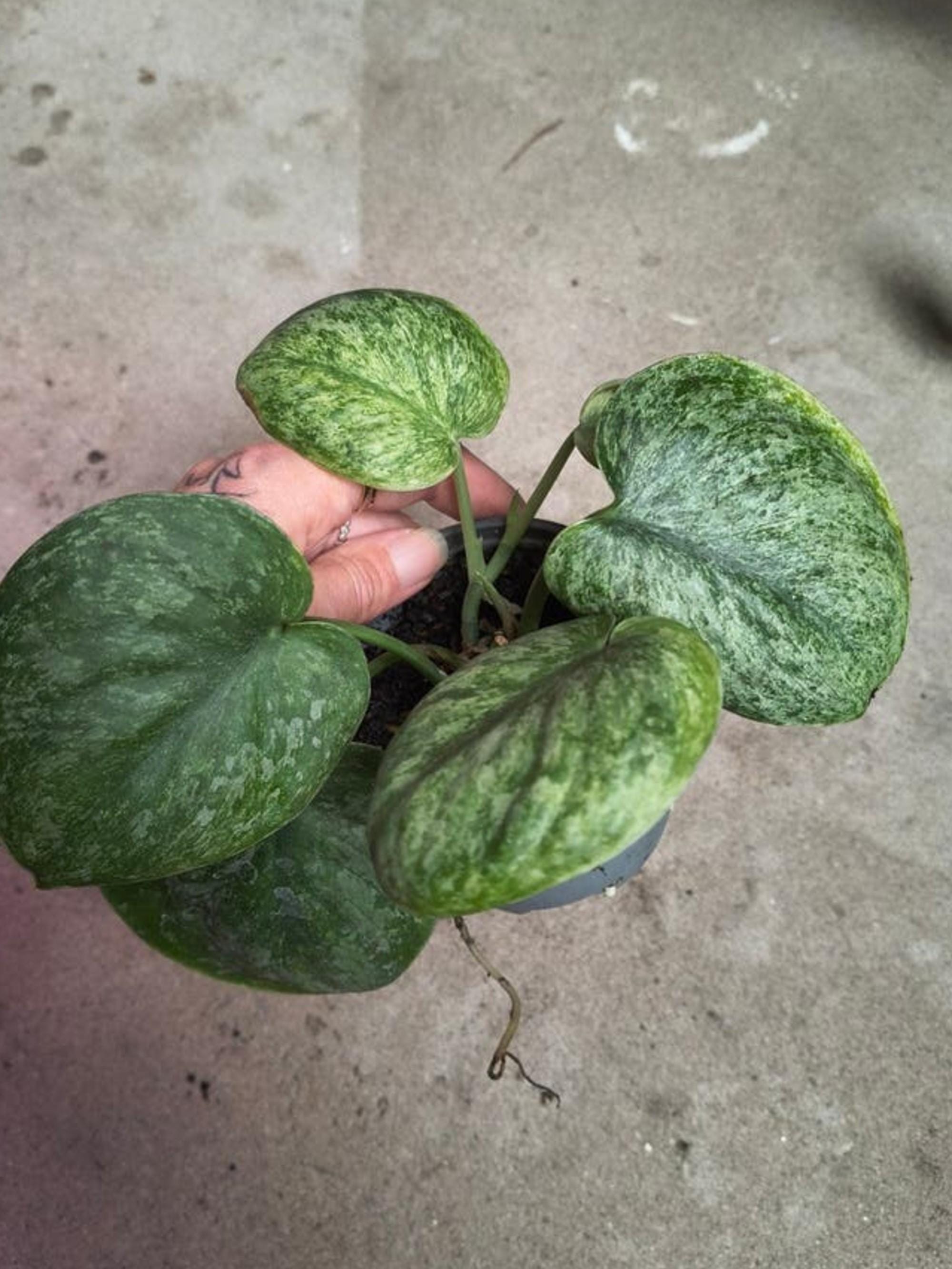 Scindapsus Silver Dark Cloud Mint Variegata cutting