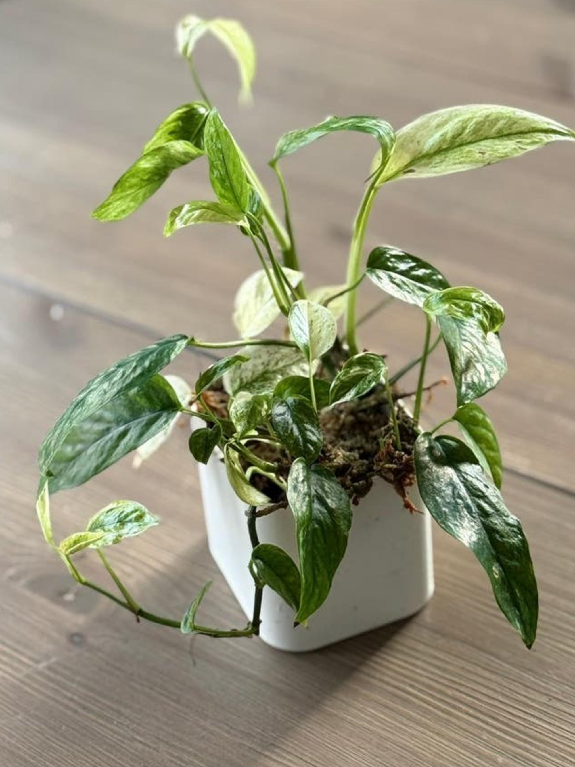 Epipremnum Hanoman Bali cutting
