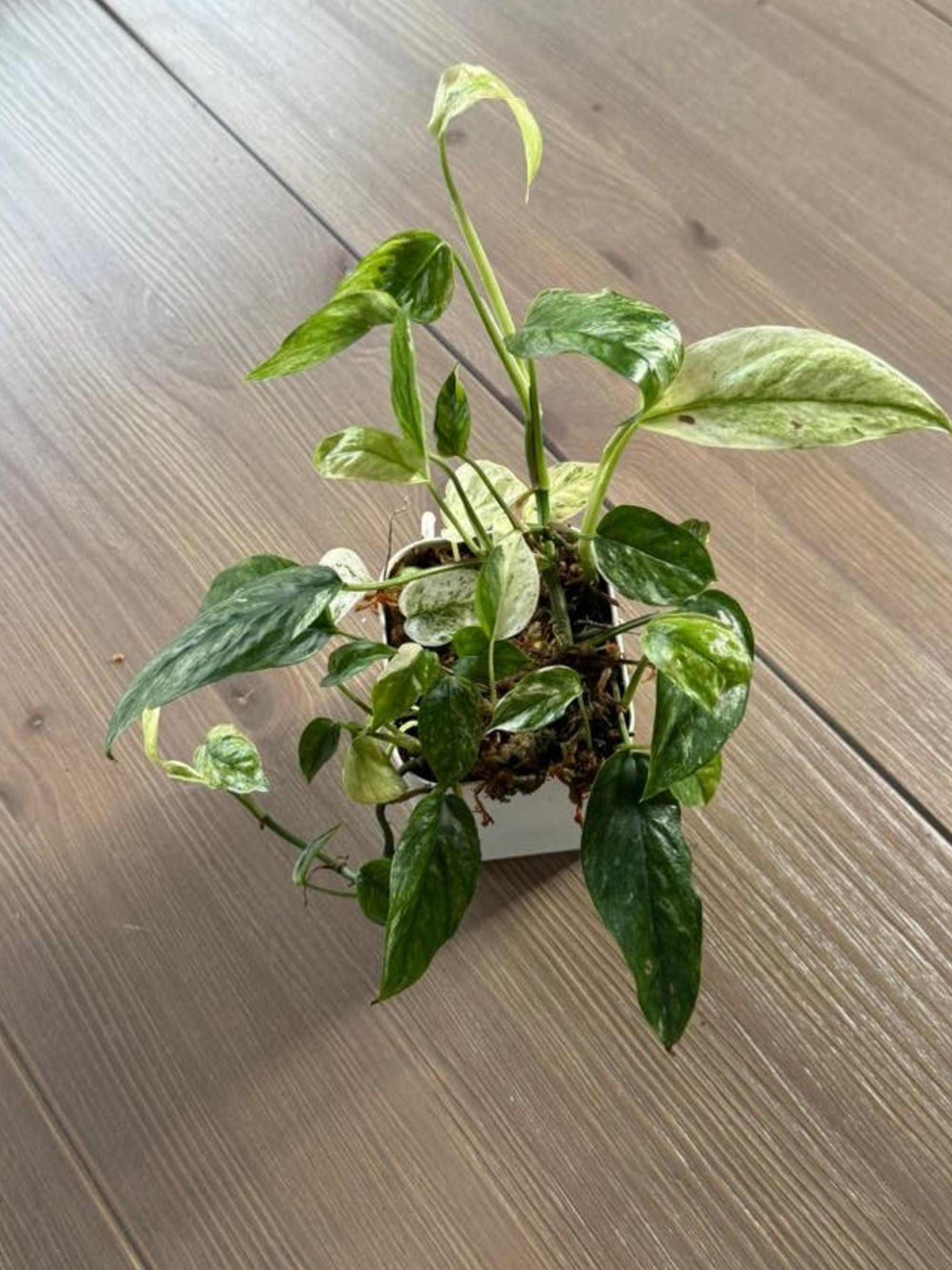 Epipremnum Hanoman Bali cutting