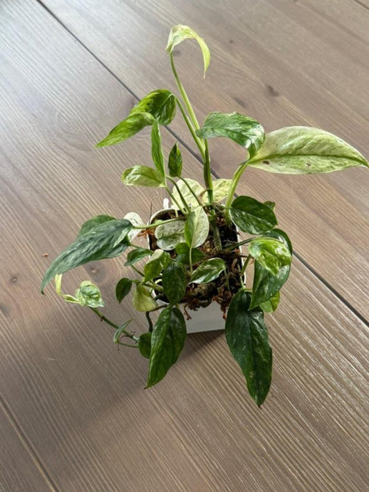Epipremnum Hanoman Bali cutting