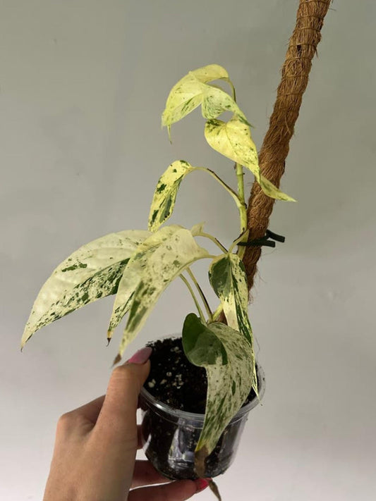 Epipremnum Pinnatum Cebu Blue Variegata Cutting – rare plant for sale