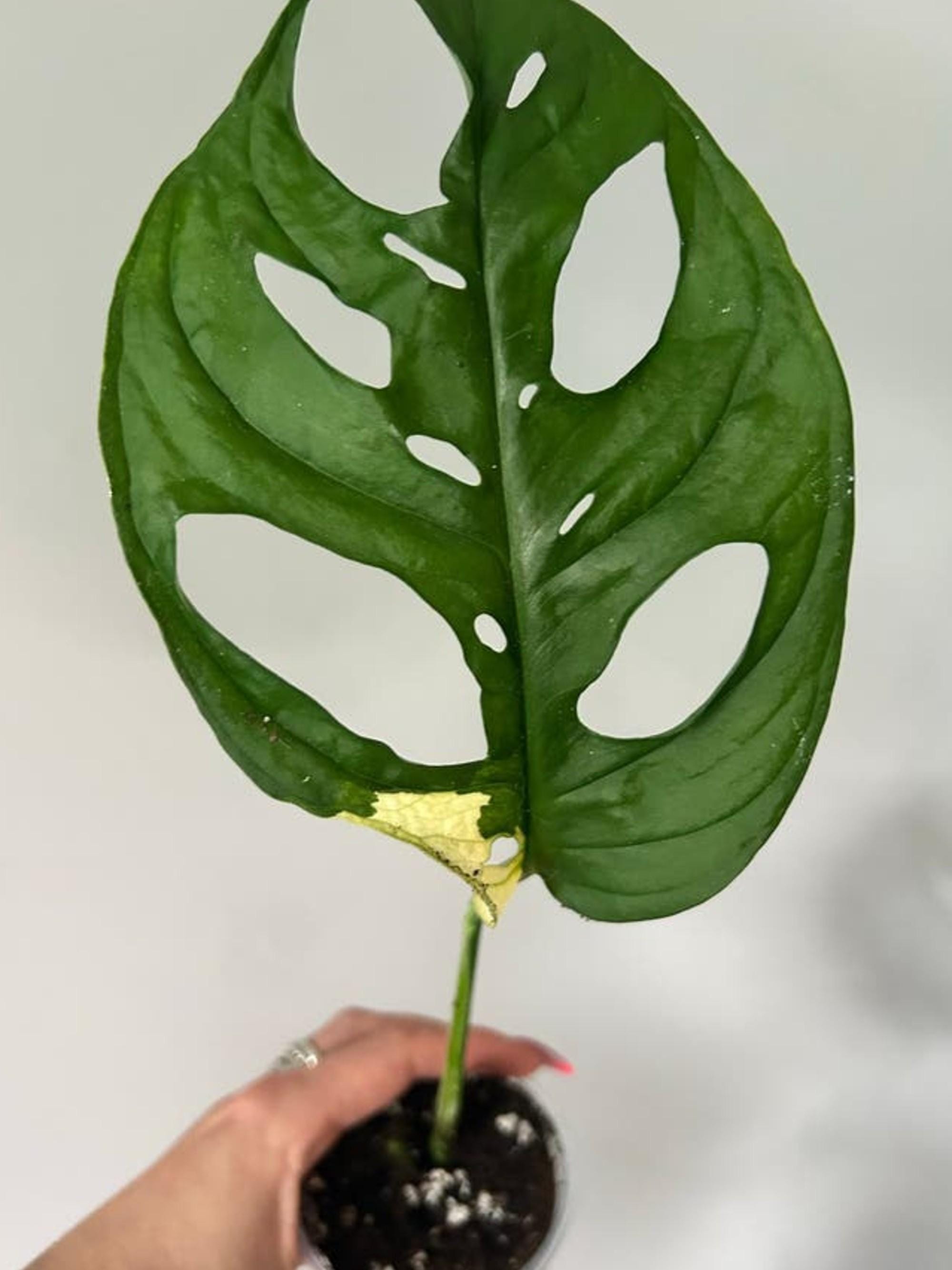 Monstera Adansonii Albo Variegata cutting