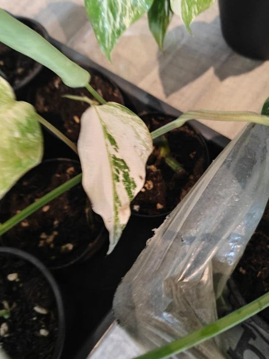 Monstera Deliciosa Albo Variegata cutting