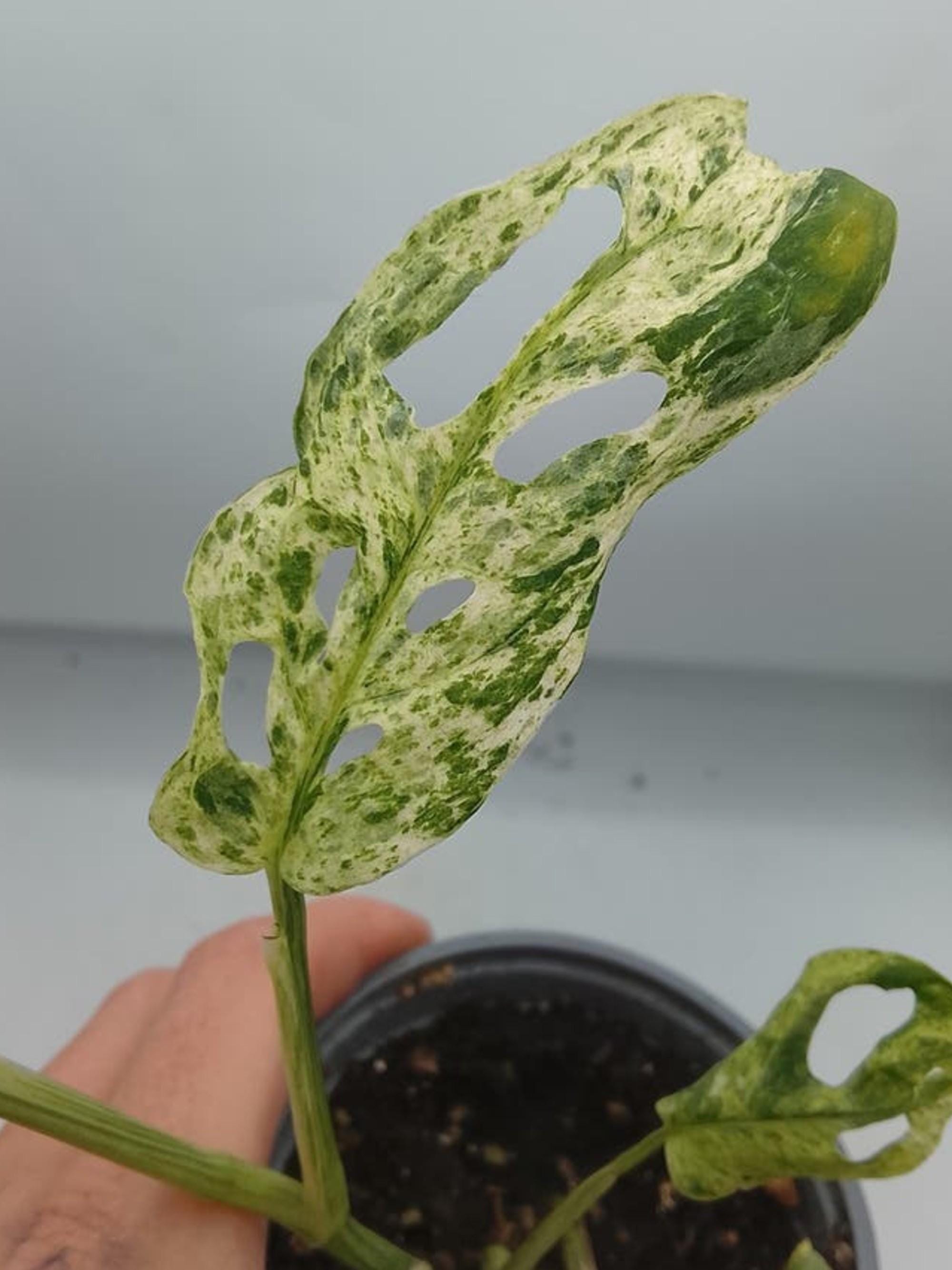 Monstera Frozen Freckles Mint Variegata cutting