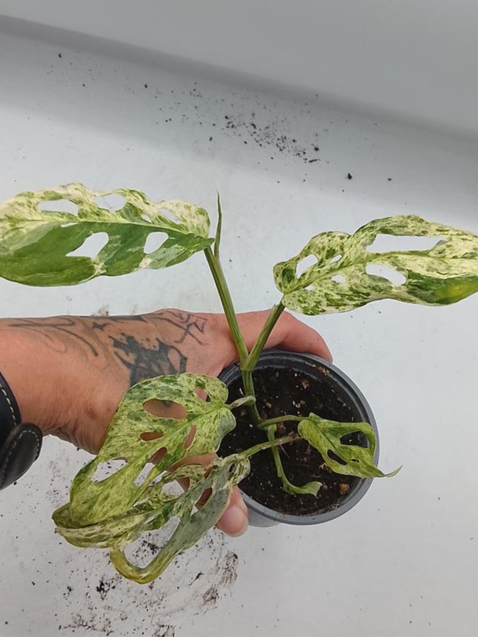 Monstera Frozen Freckles Mint Variegata cutting