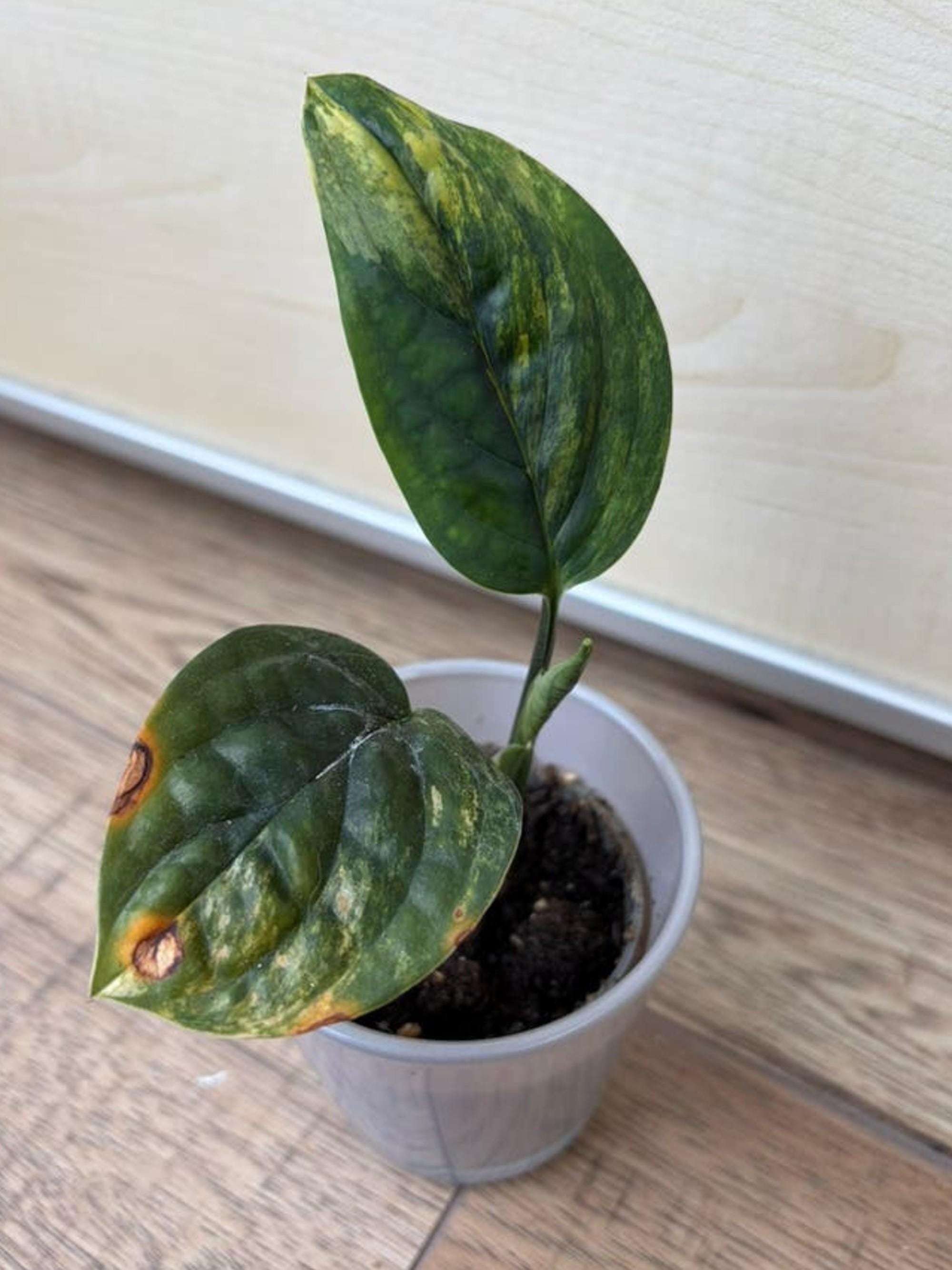 Monstera Peru Variegata cutting