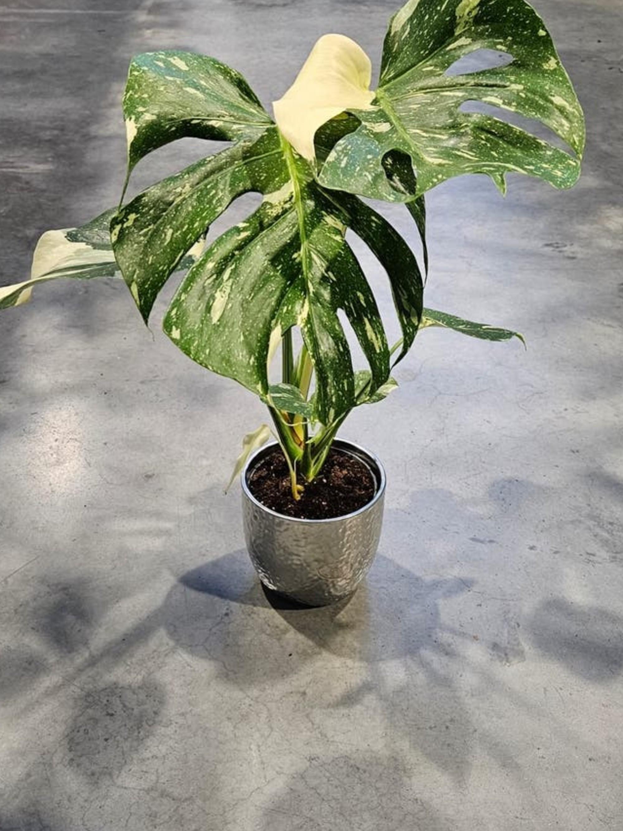 Monstera Thai Constellation Variegata cutting
