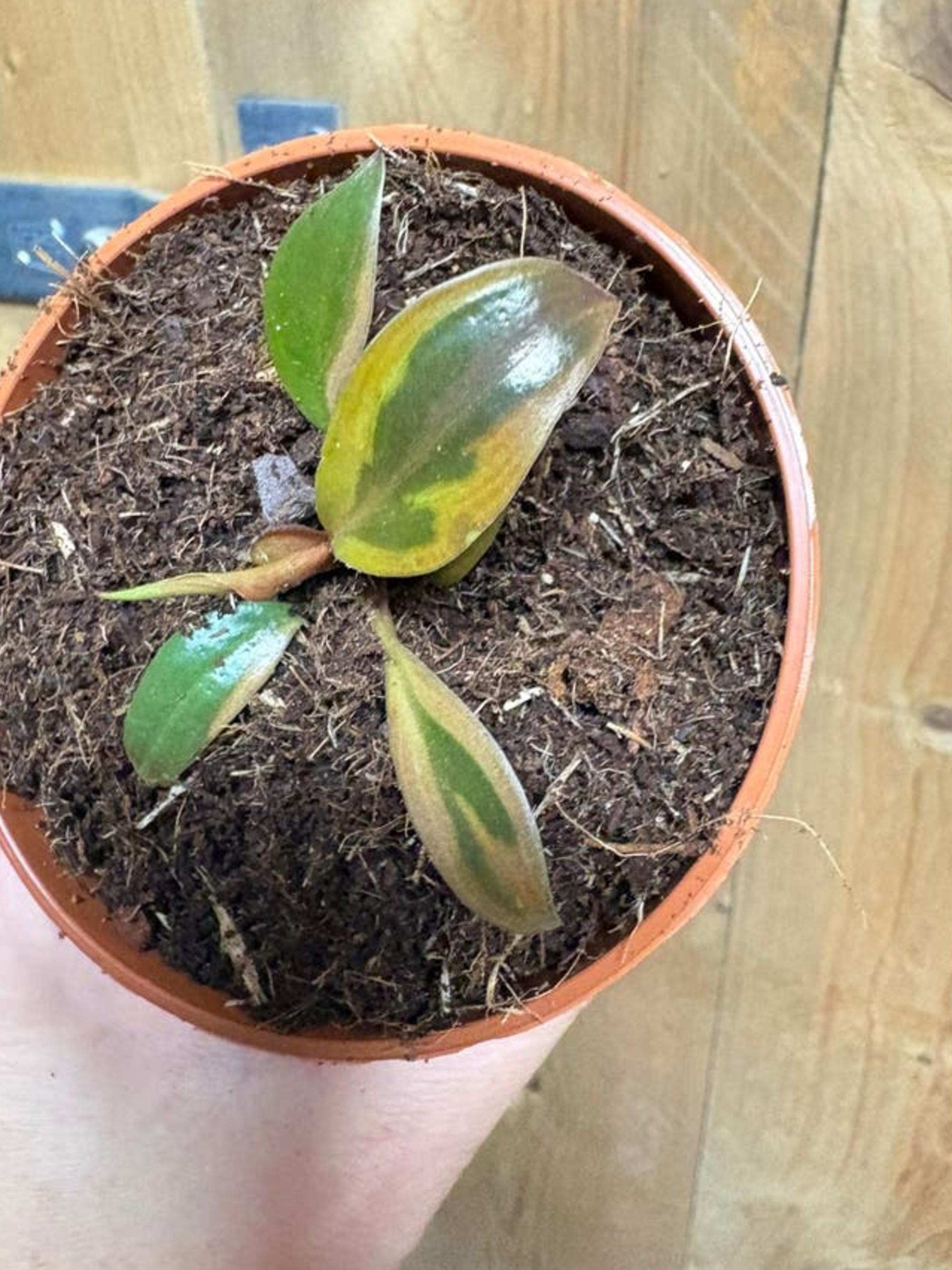 Philodendron Imperial Red Variegata cutting