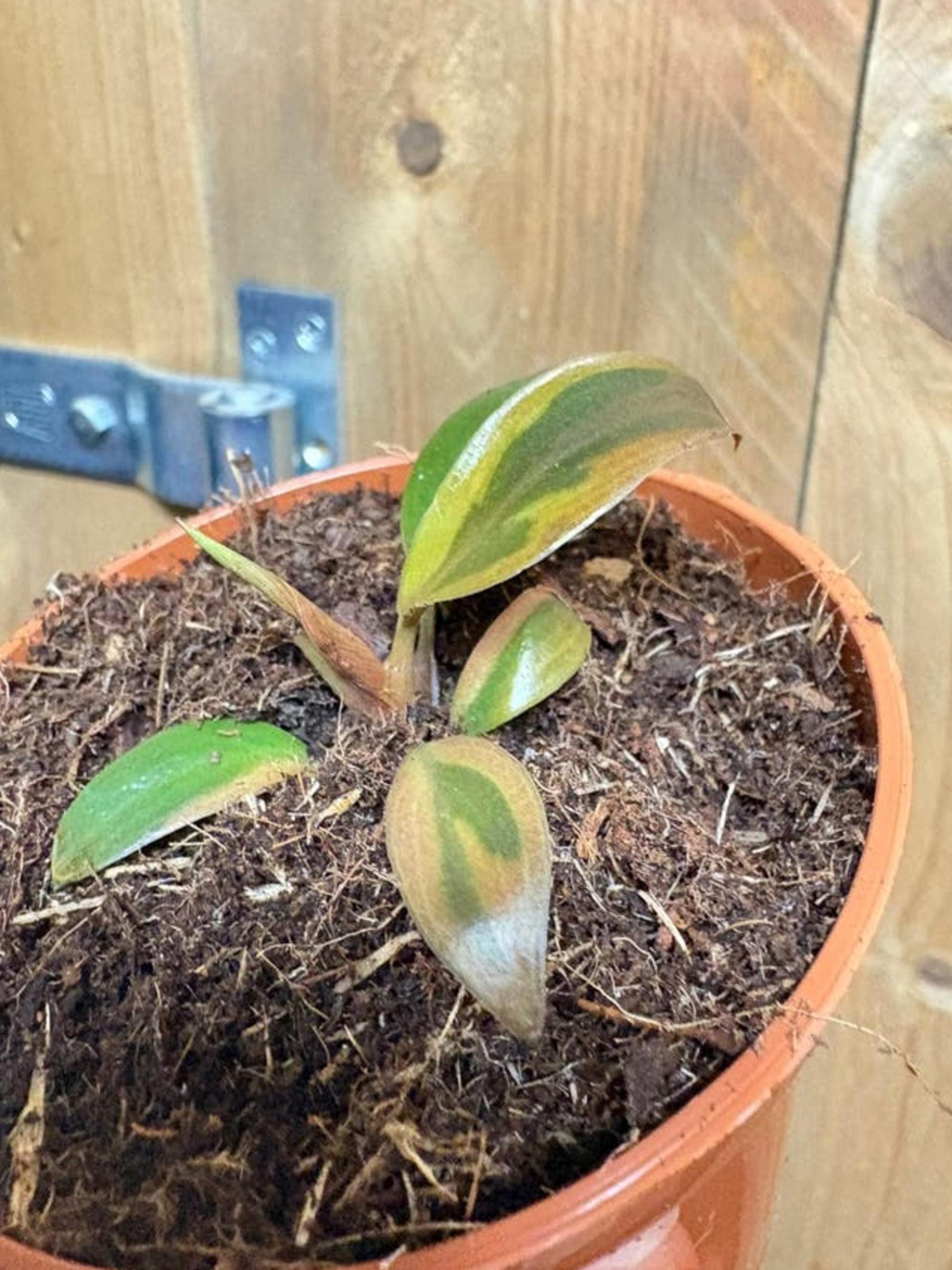 Philodendron Imperial Red Variegata cutting