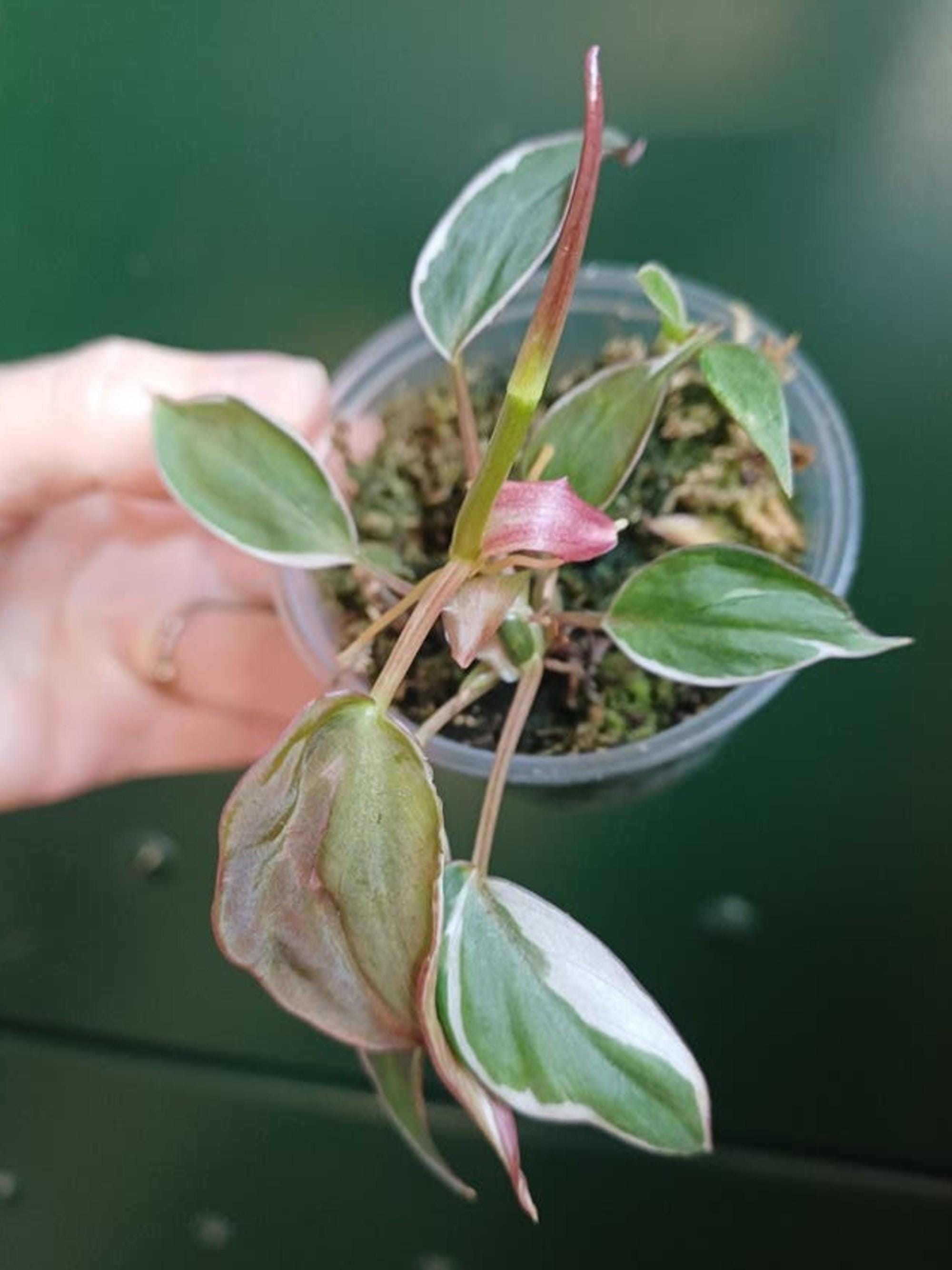 Philodendron Micans Halo Variegata cutting