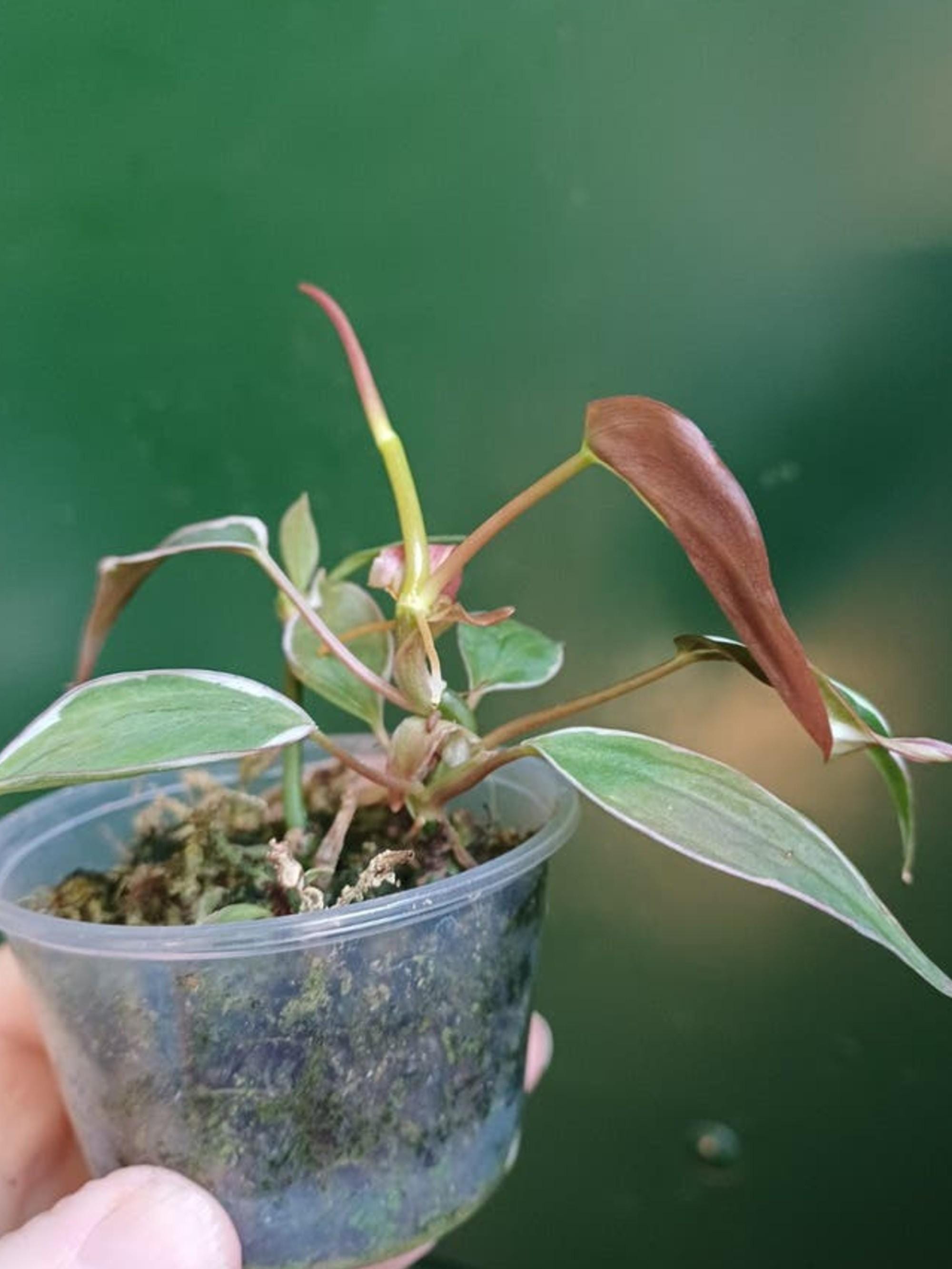 Philodendron Micans Halo Variegata cutting