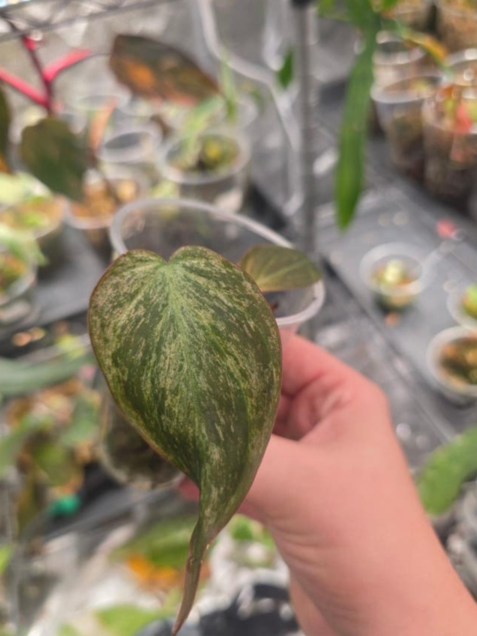 Philodendron Micans Mint Pink cutting