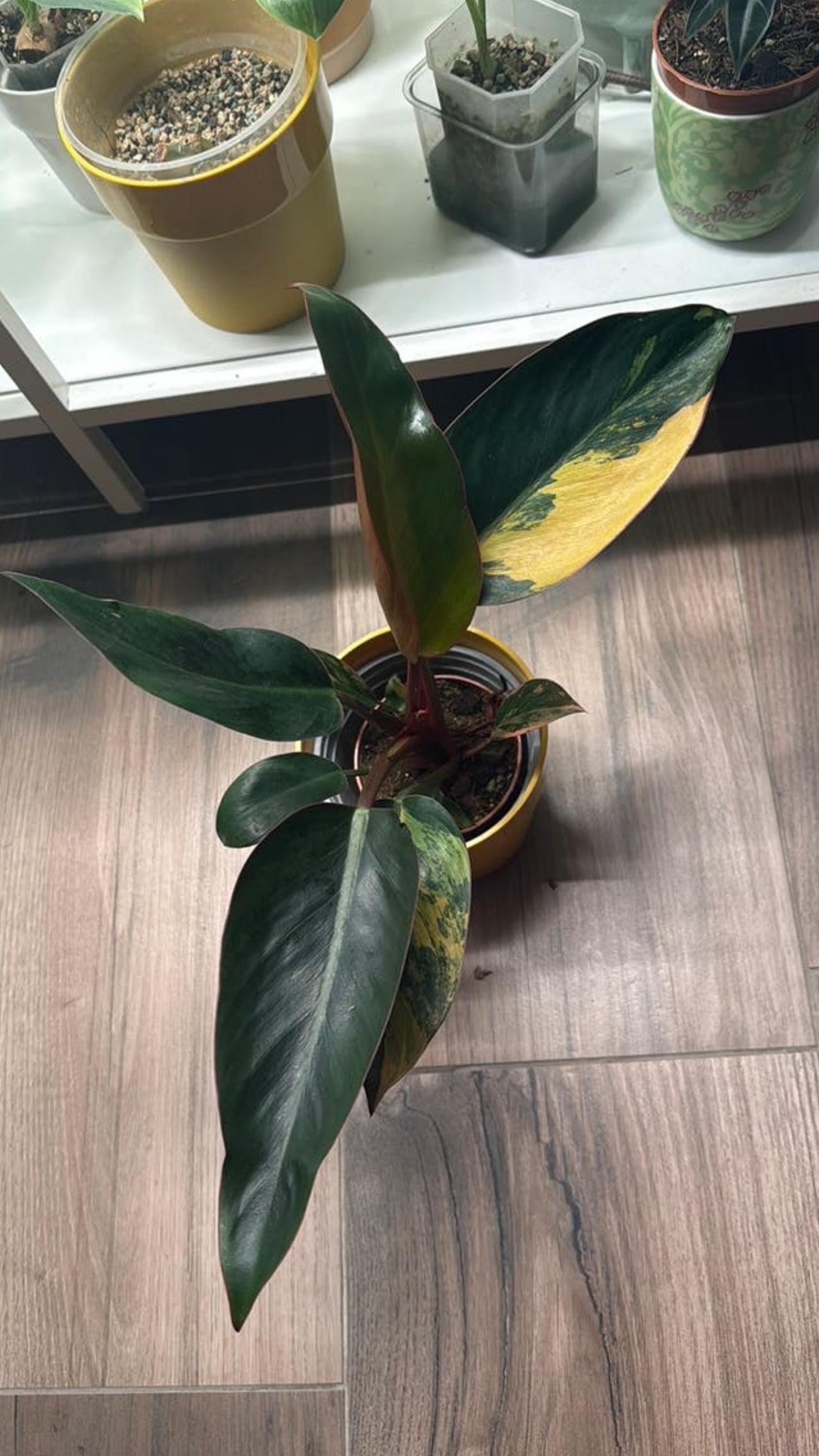 Philodendron Red Congo Variegata cutting