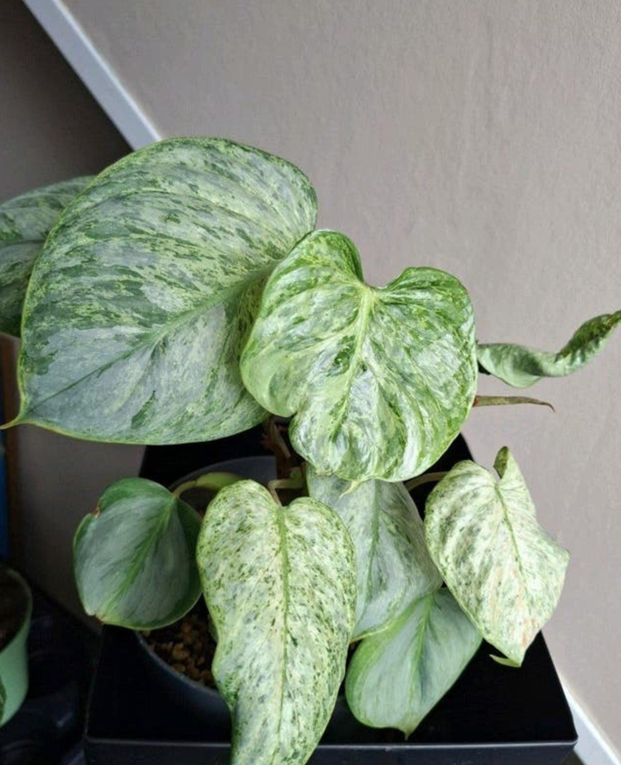 Philodendron Sodiroi Variegata cutting