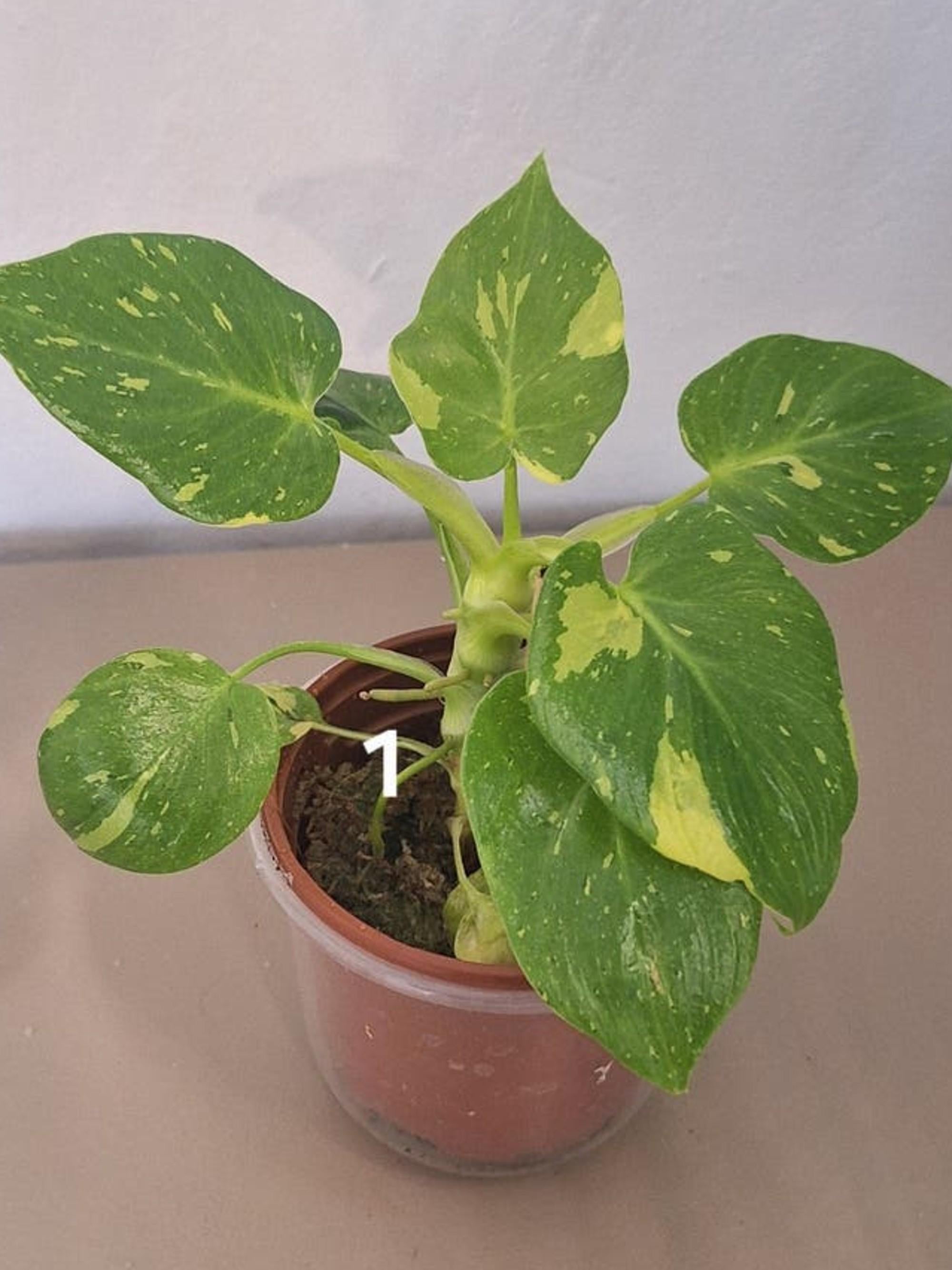 Philodendron Warszewiczii Tricolor Variegata cutting
