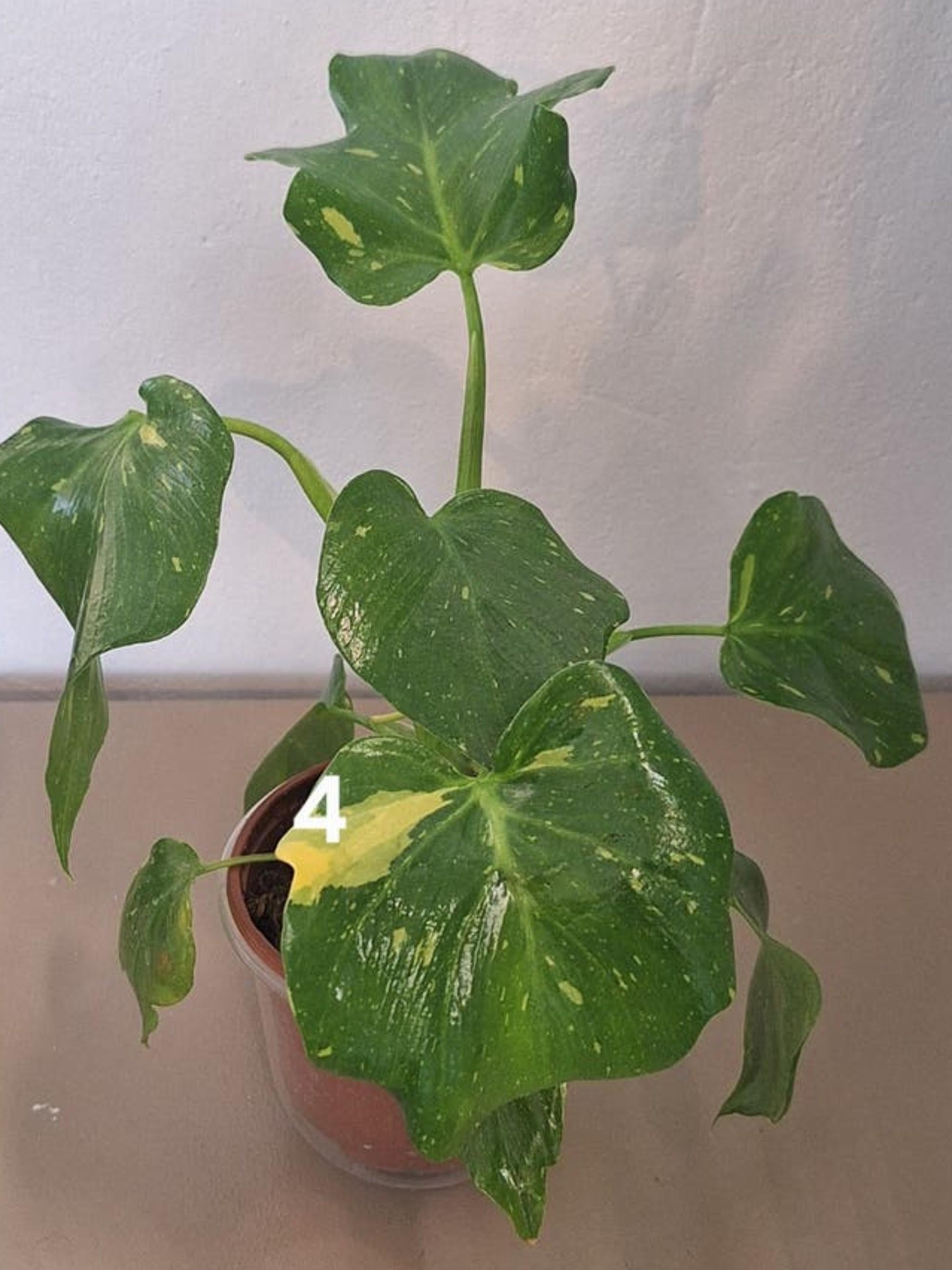 Philodendron Warszewiczii Tricolor Variegata cutting