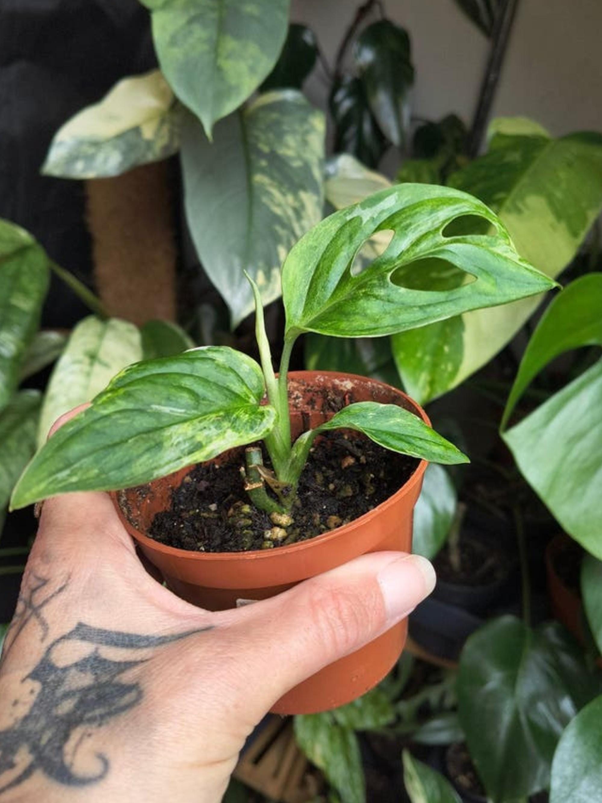 Monstera Indonesian Aurea Marble Mint cutting