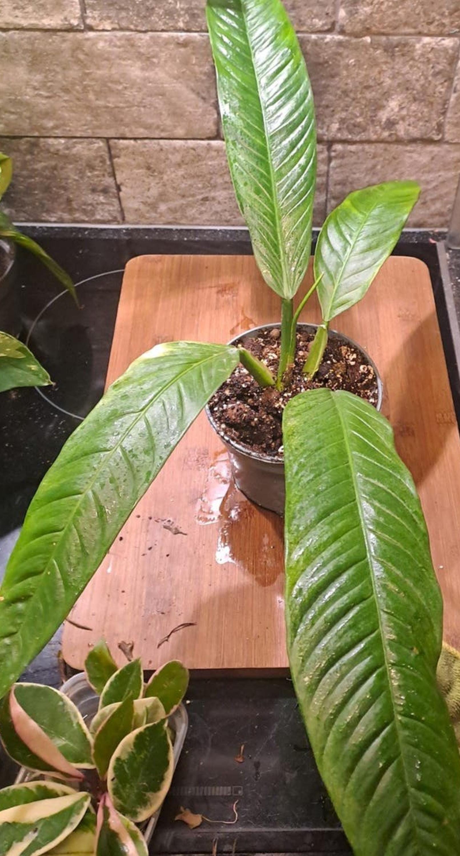 Philodendron Campii cutting