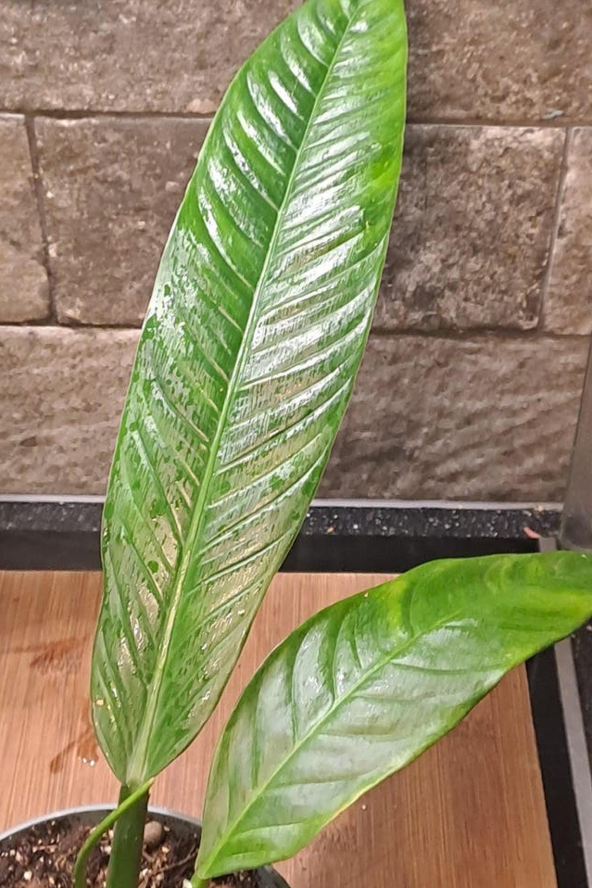 Philodendron Campii cutting