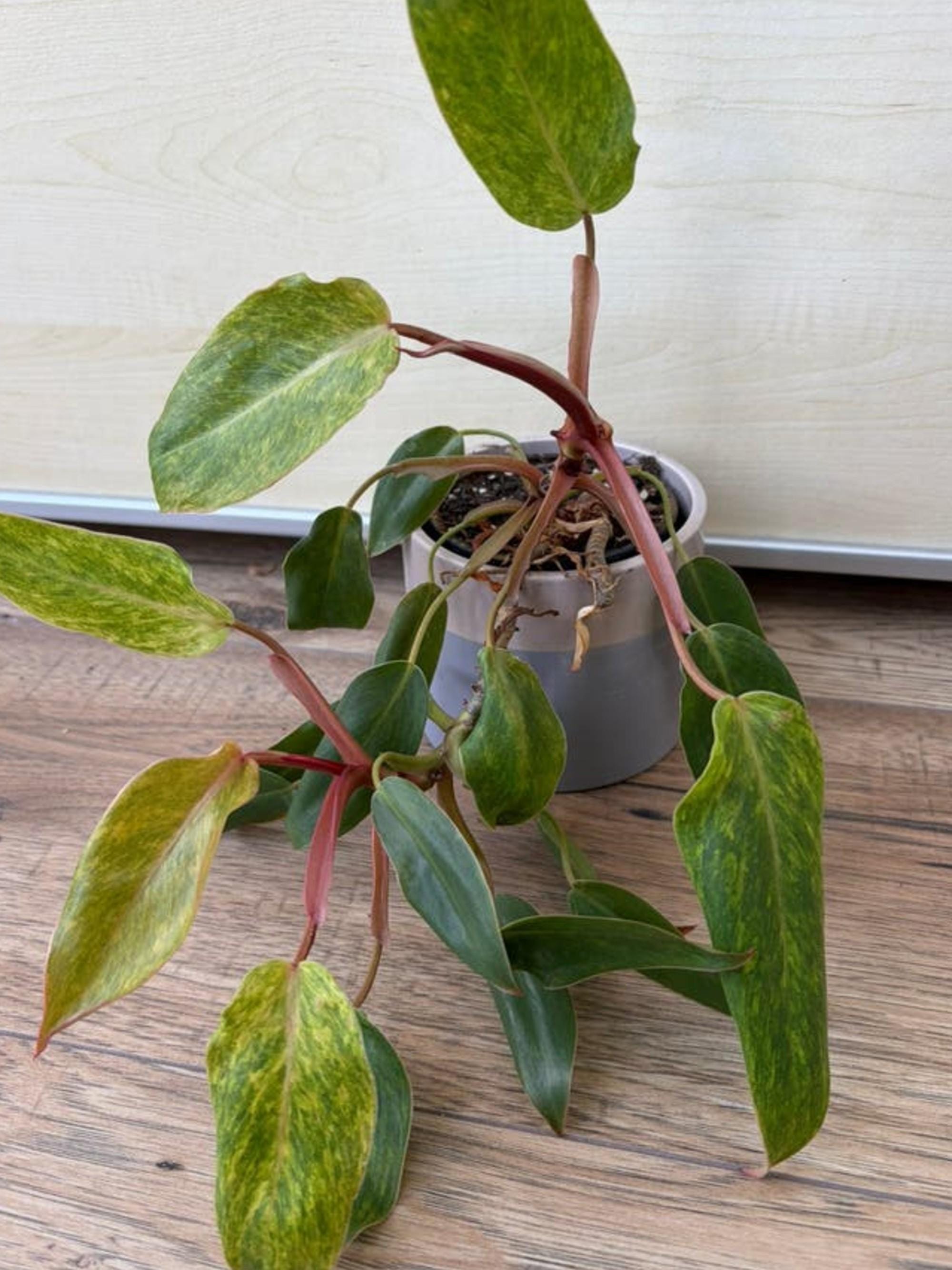 Philodendron Moonlight Variegata cutting