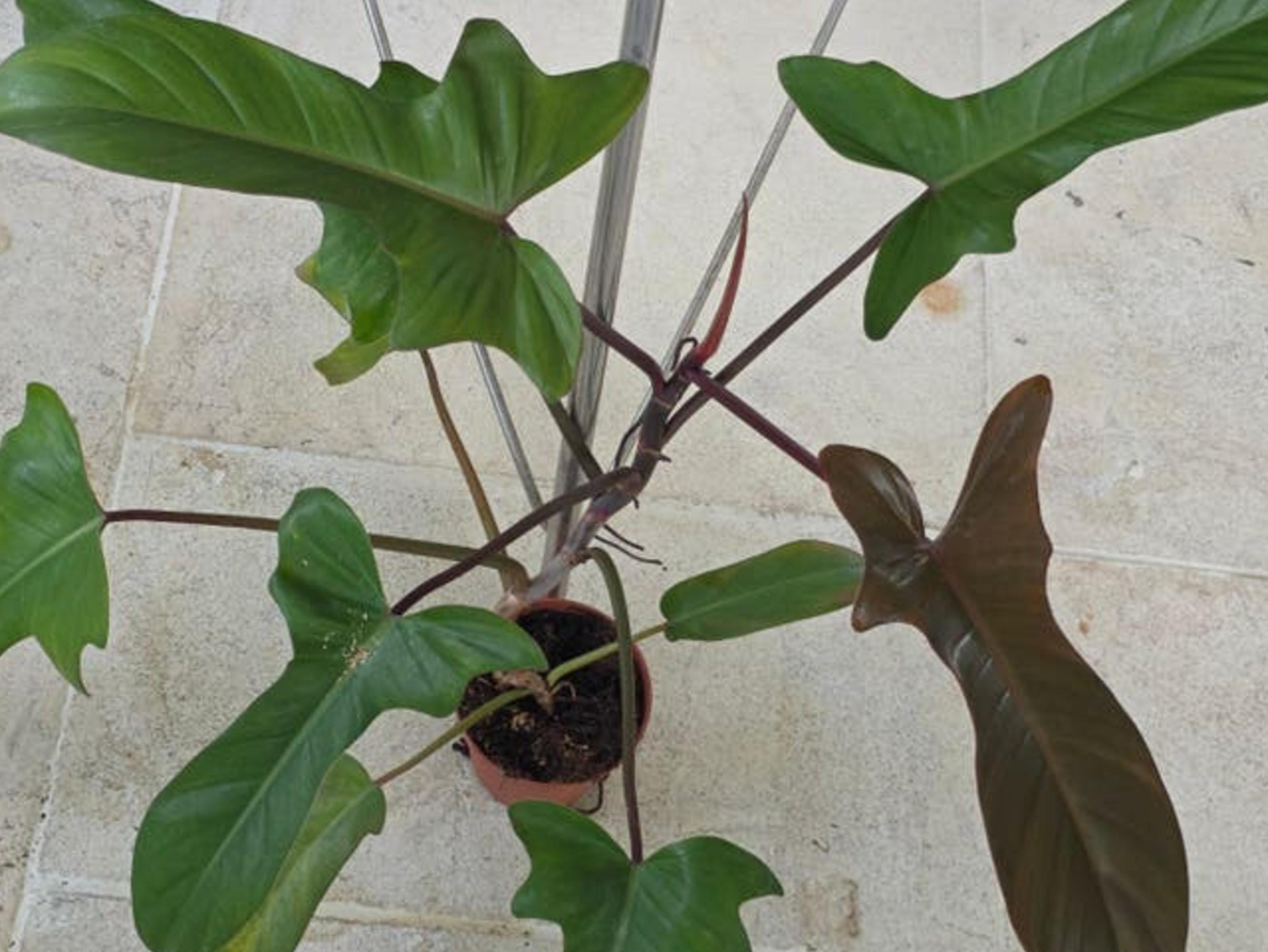 Philodendron Florida Bronze cutting