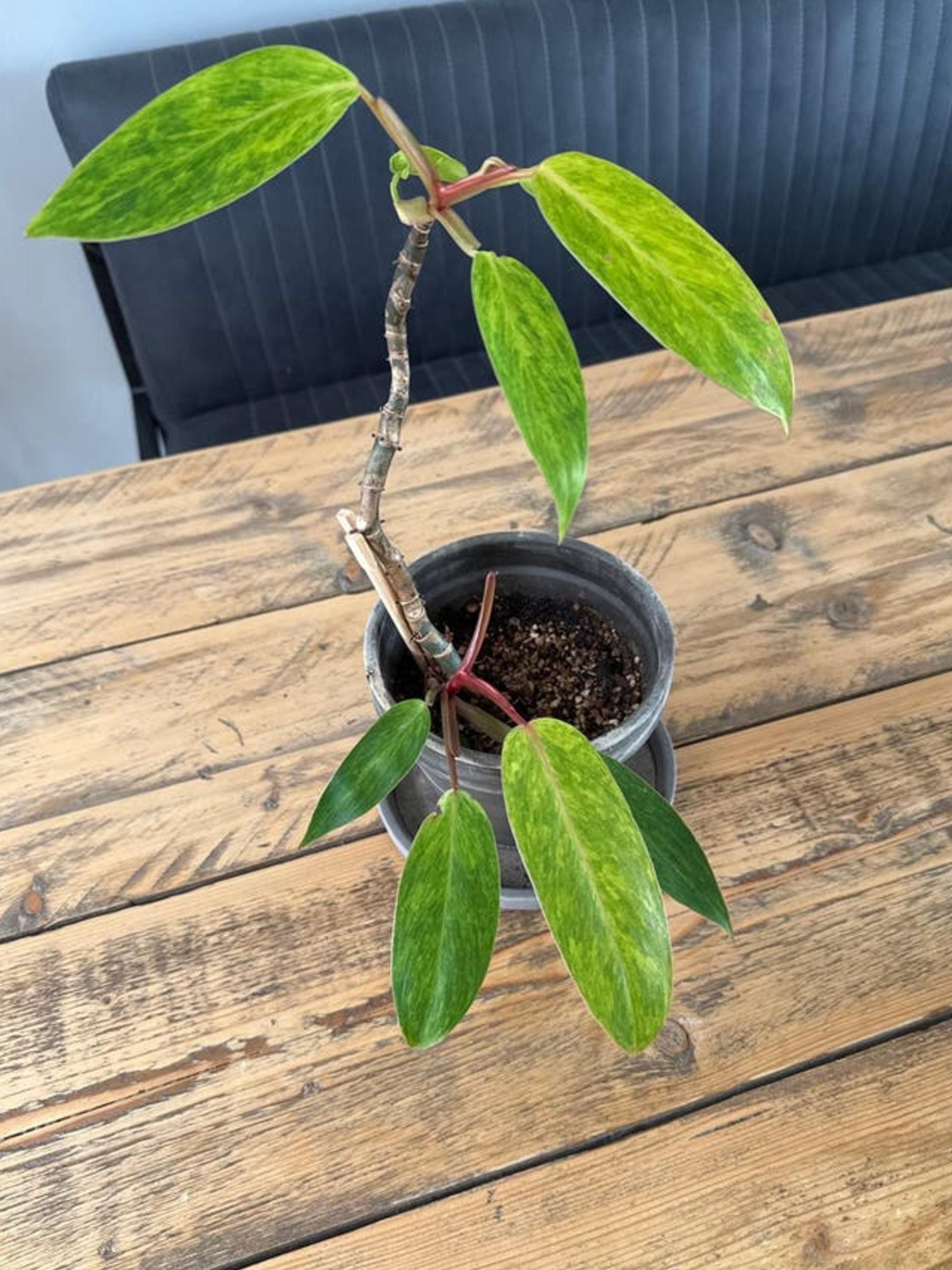 Philodendron Erubescens Painted Lady cutting