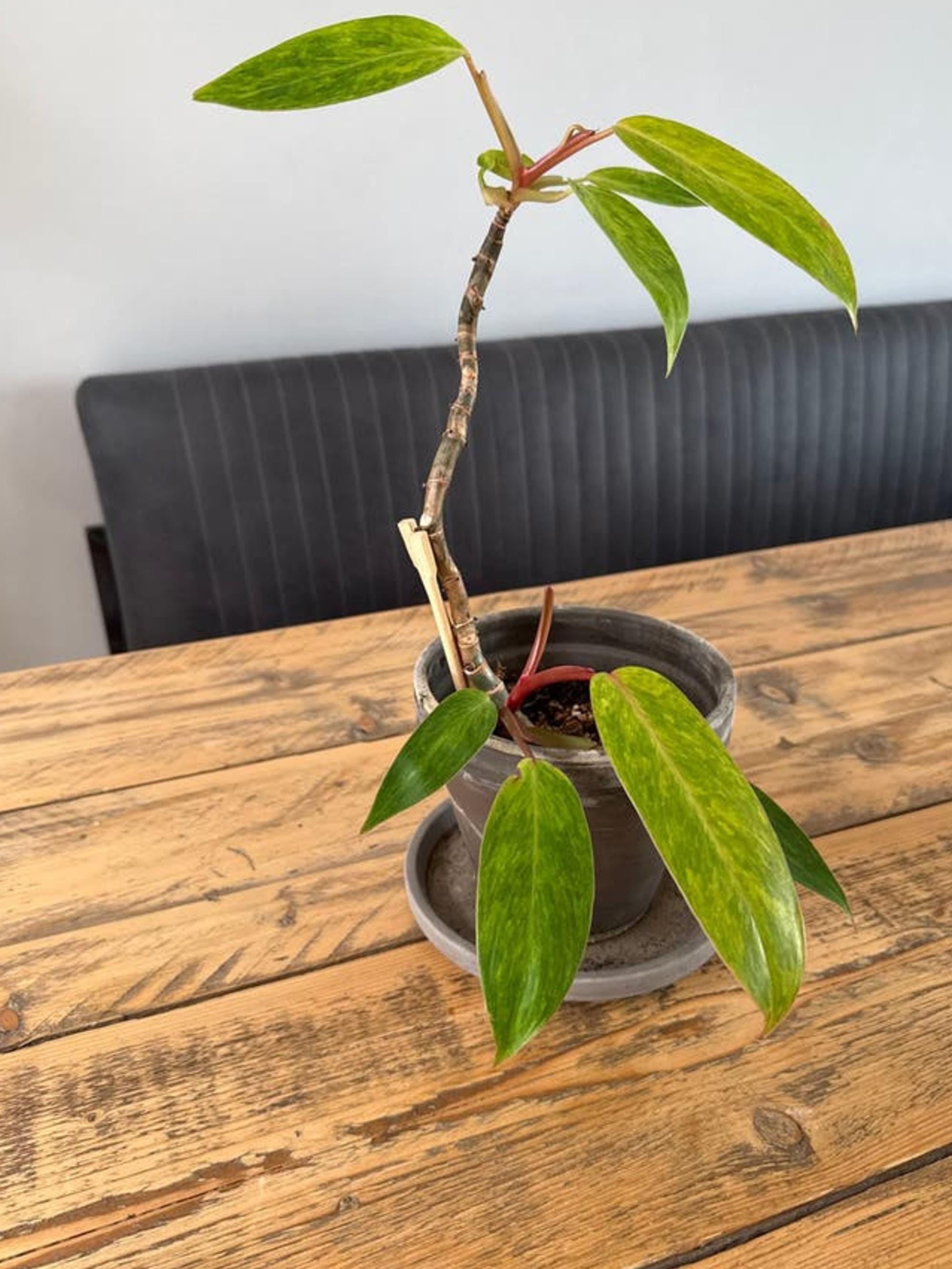 Philodendron Erubescens Painted Lady cutting