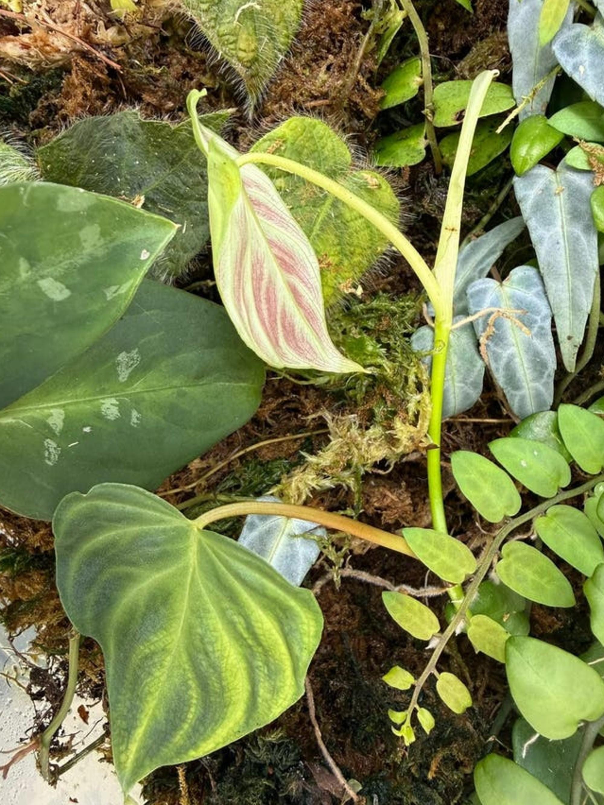 Philodendron Verrucosum Mini cutting