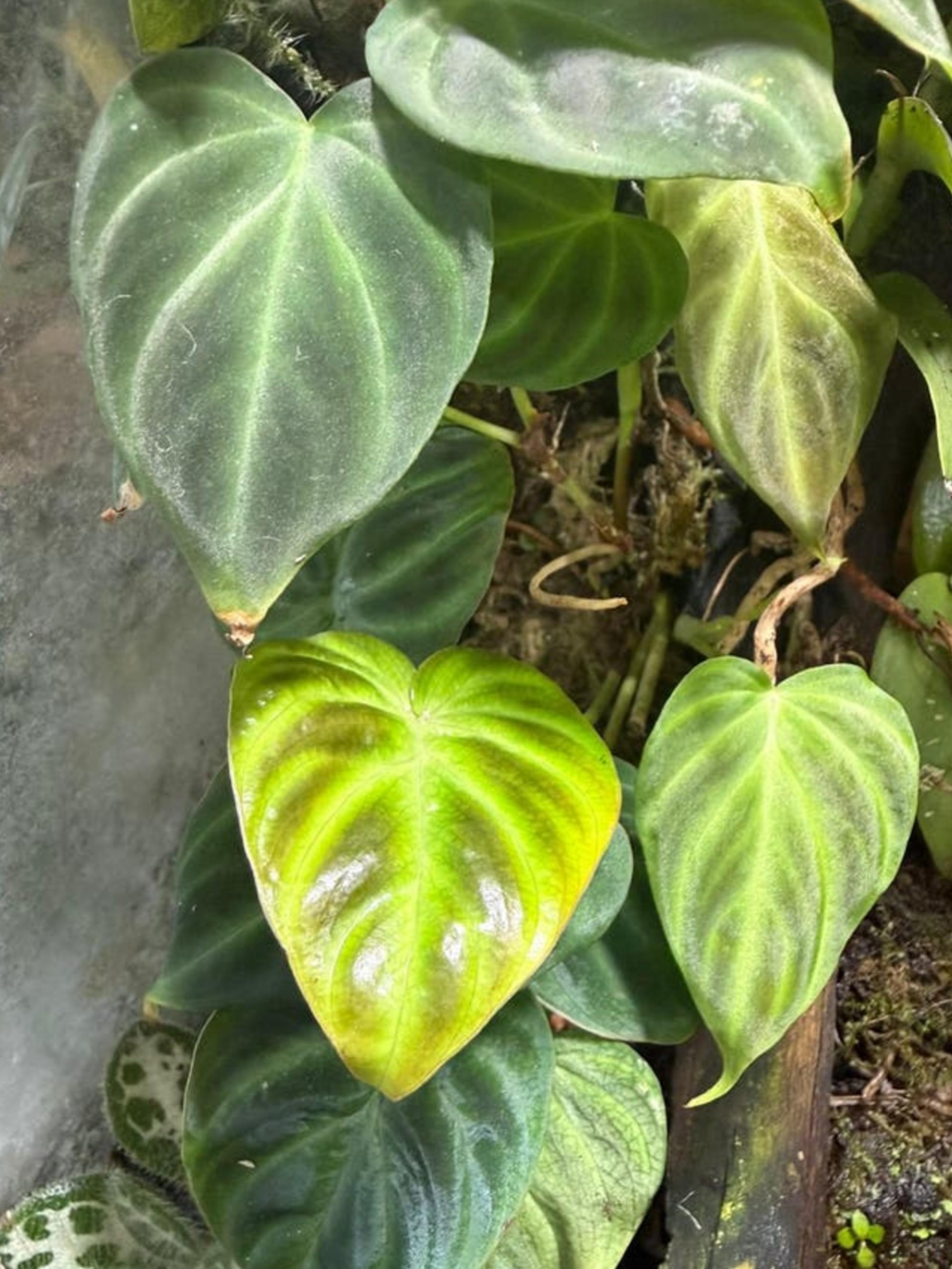 Philodendron Verrucosum Mini cutting