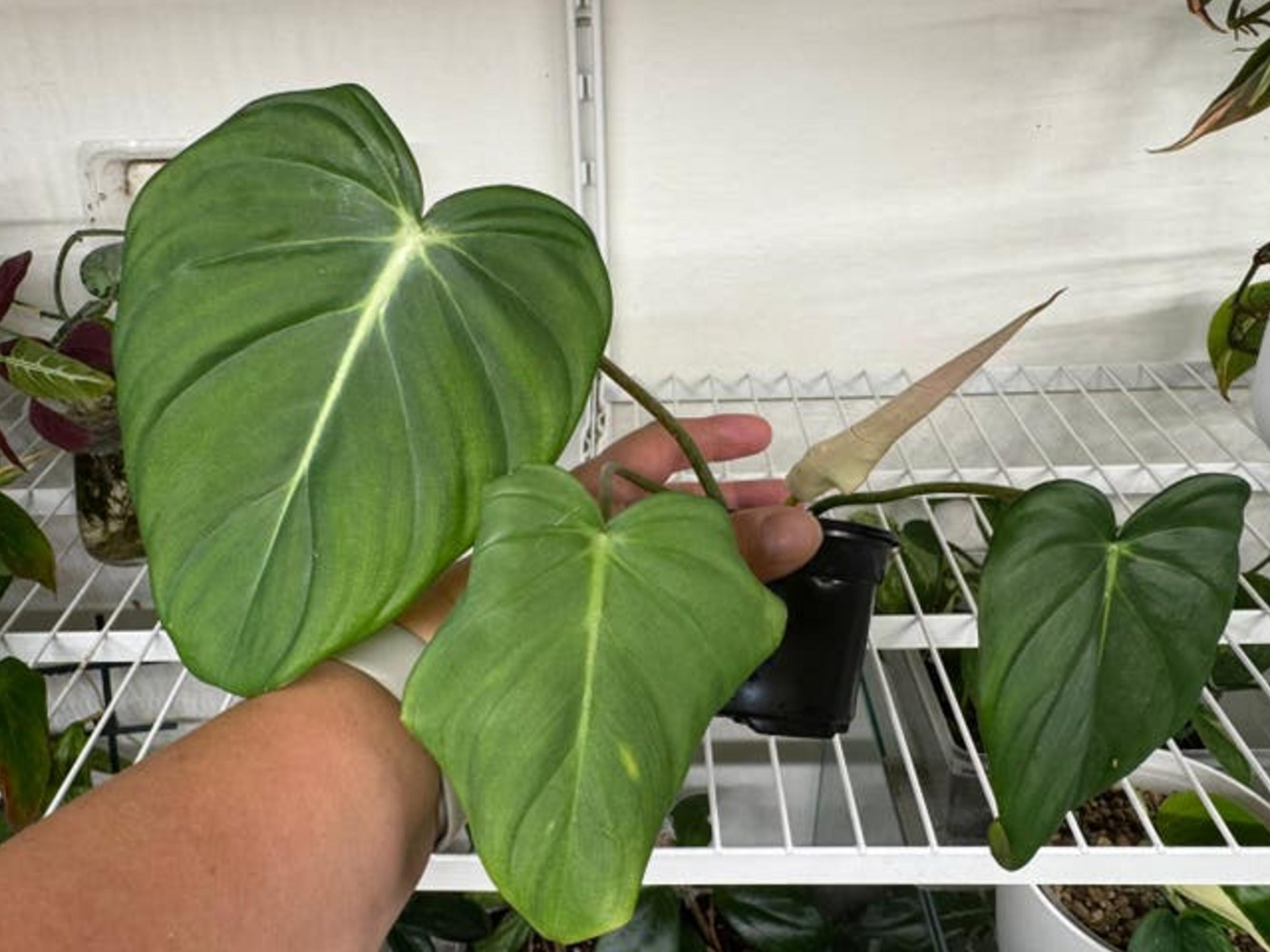 Philodendron Dean McDowell cutting