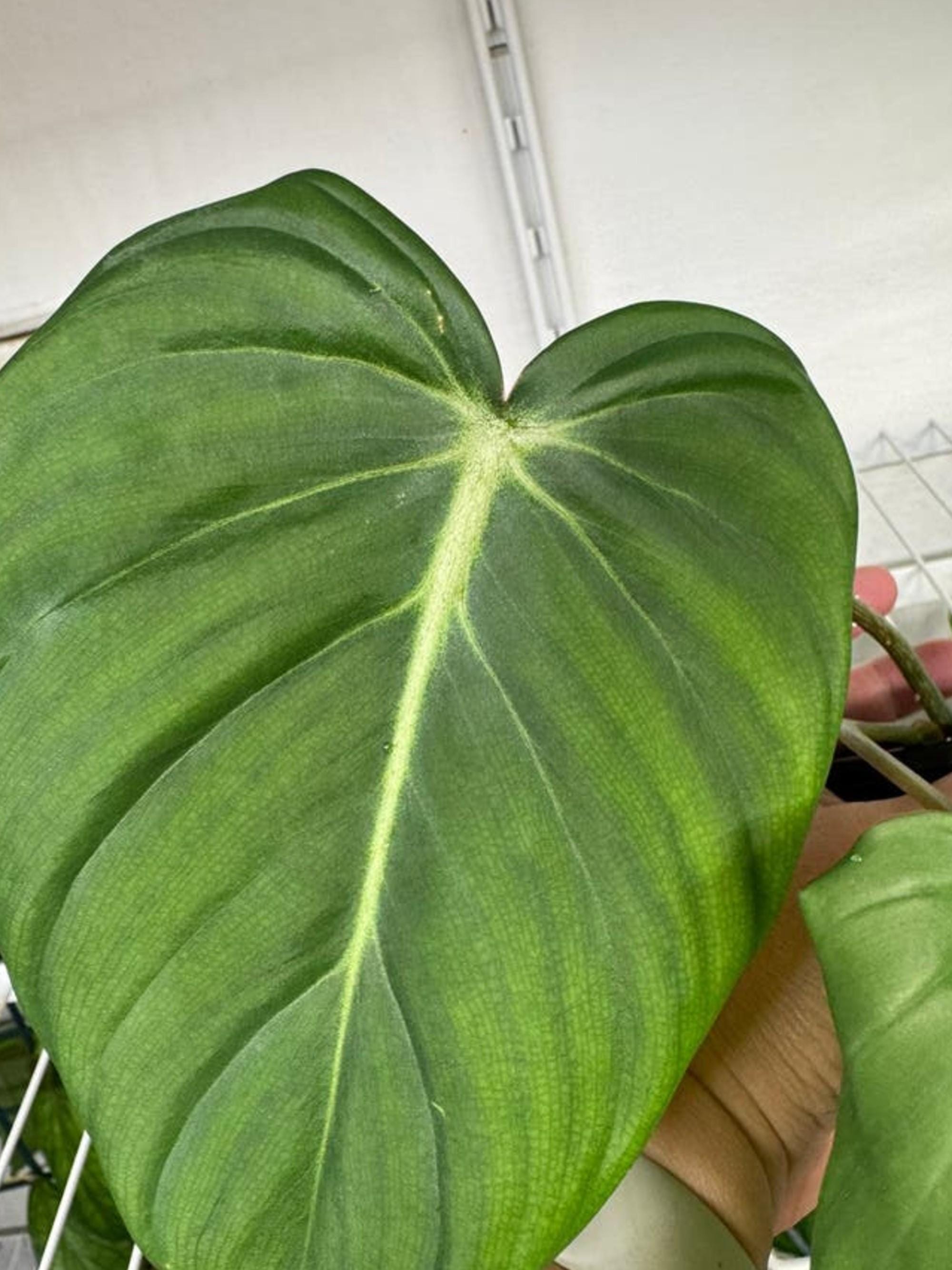 Philodendron Dean McDowell cutting