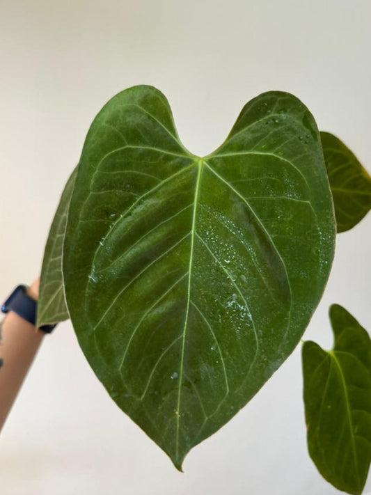 Anthurium Papillilaminum x Chamberlainii cutting