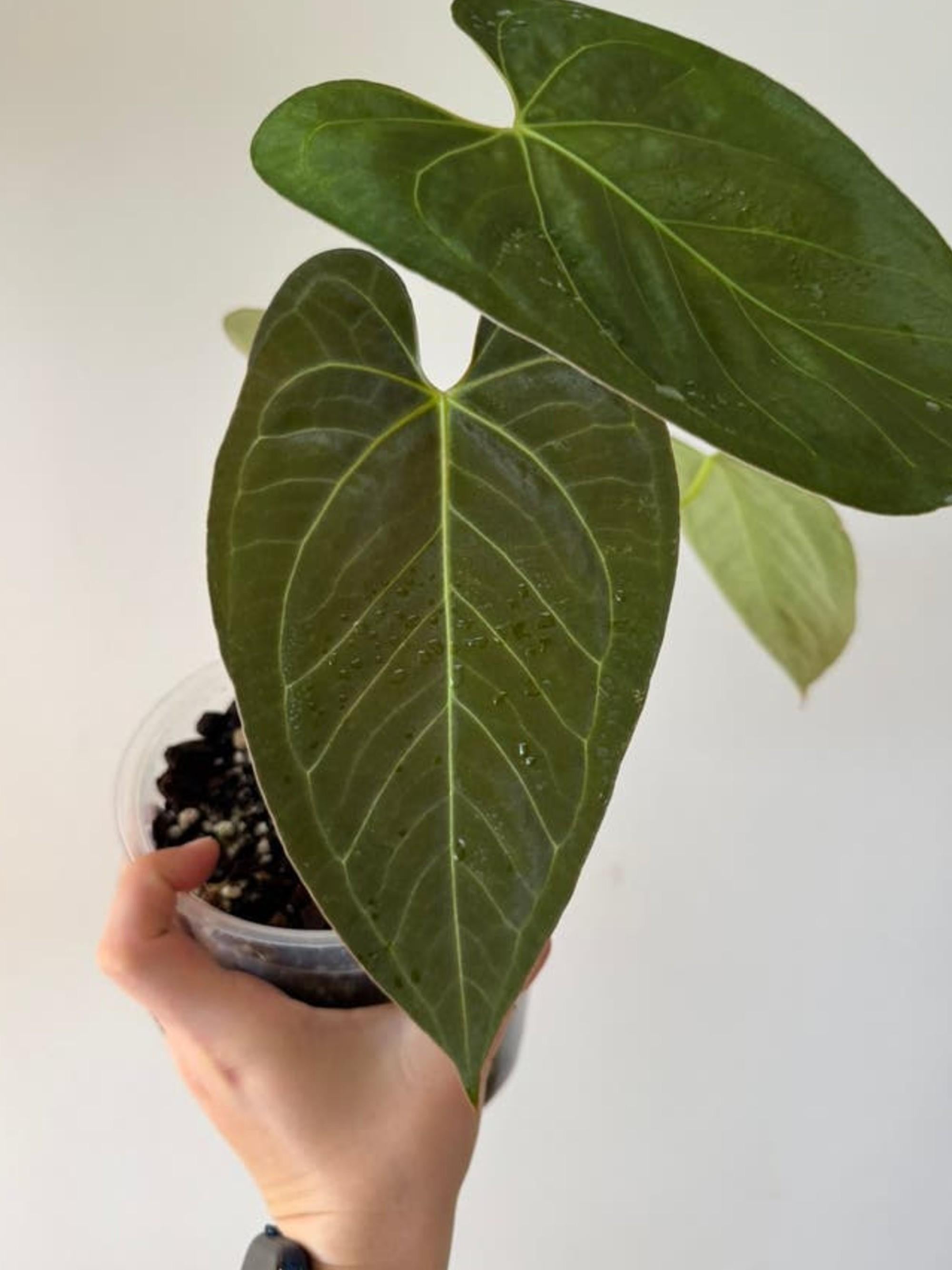 Anthurium Papillilaminum x Chamberlainii cutting