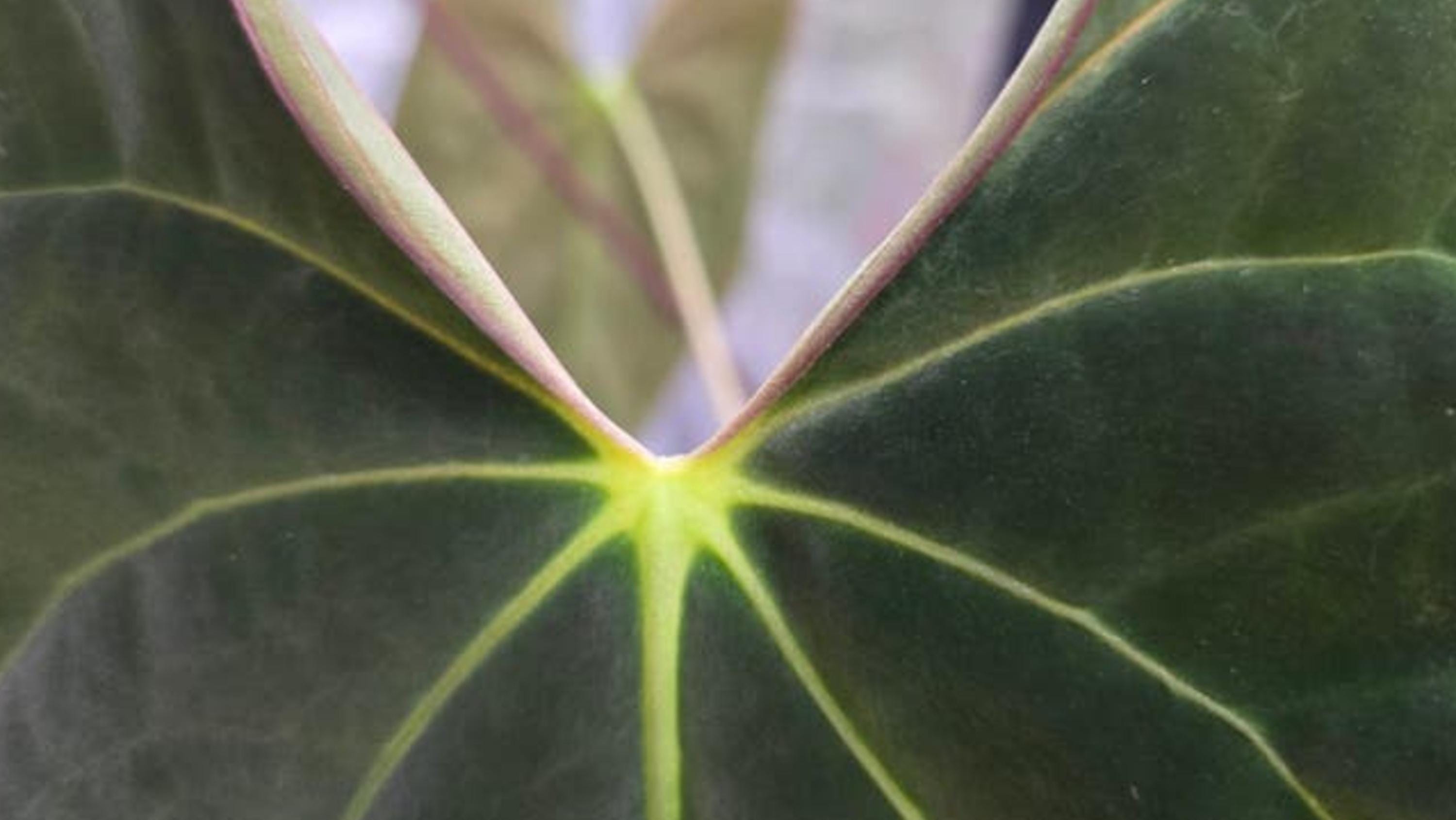Anthurium Velvet Verde x Papillilaminum cutting