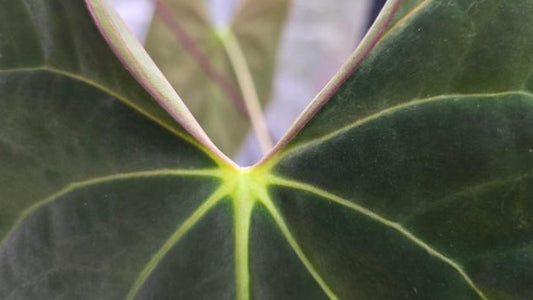 Anthurium Velvet Verde x Papillilaminum cutting