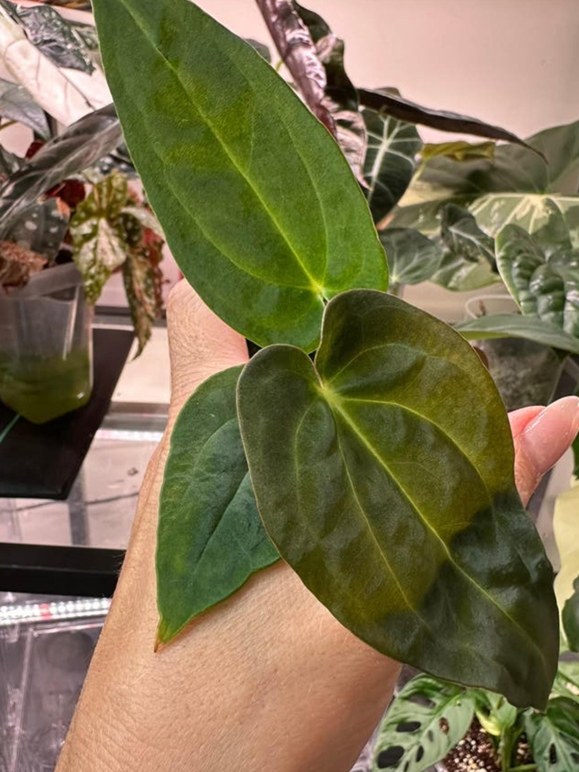 Anthurium Yellow Spider cutting