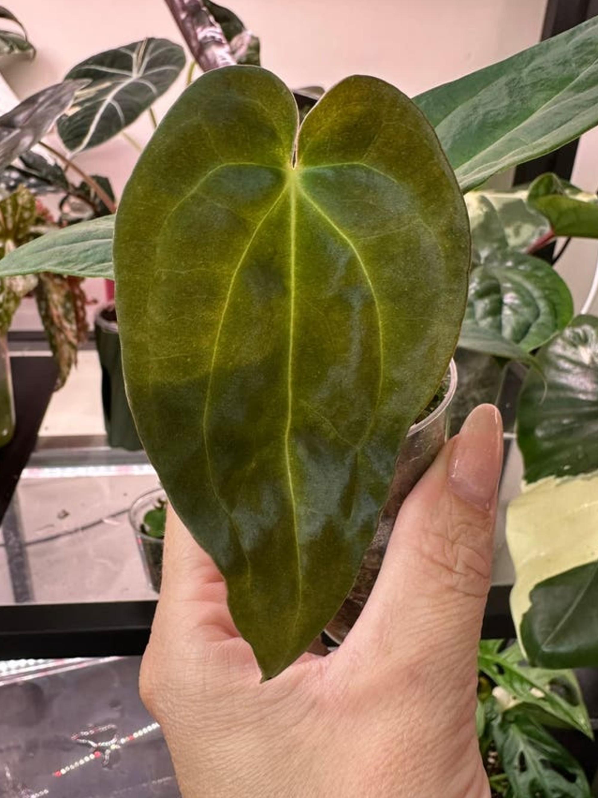 Anthurium Yellow Spider cutting