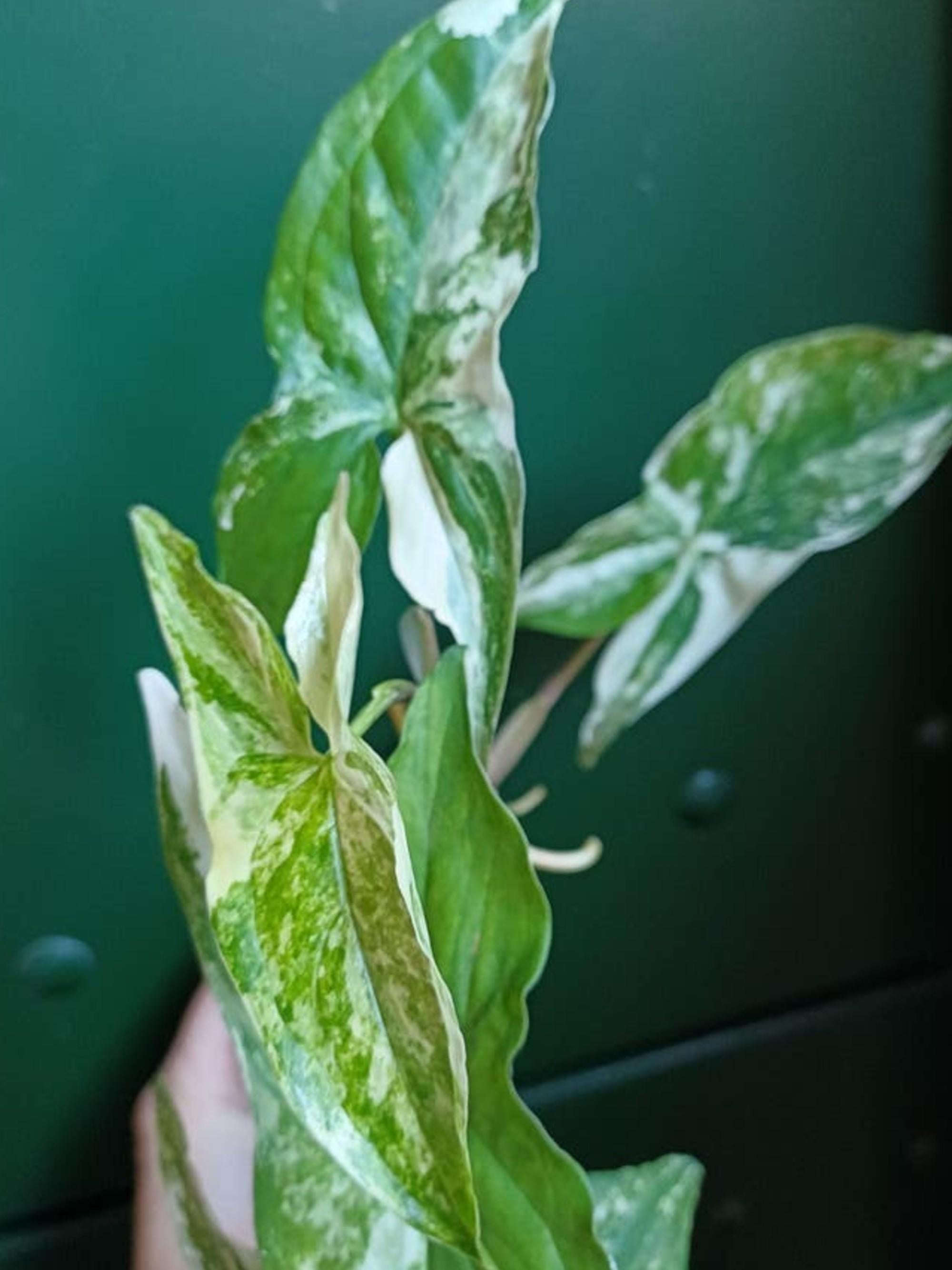 Syngonium Albo Variegata cutting