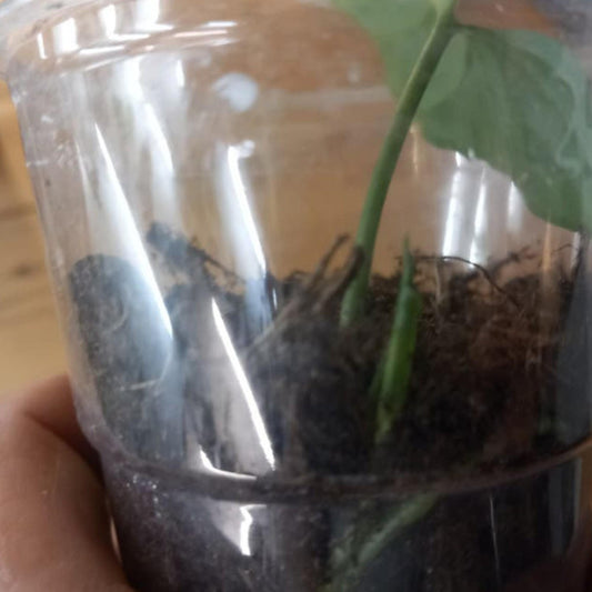 Syngonium Emerald Green cutting