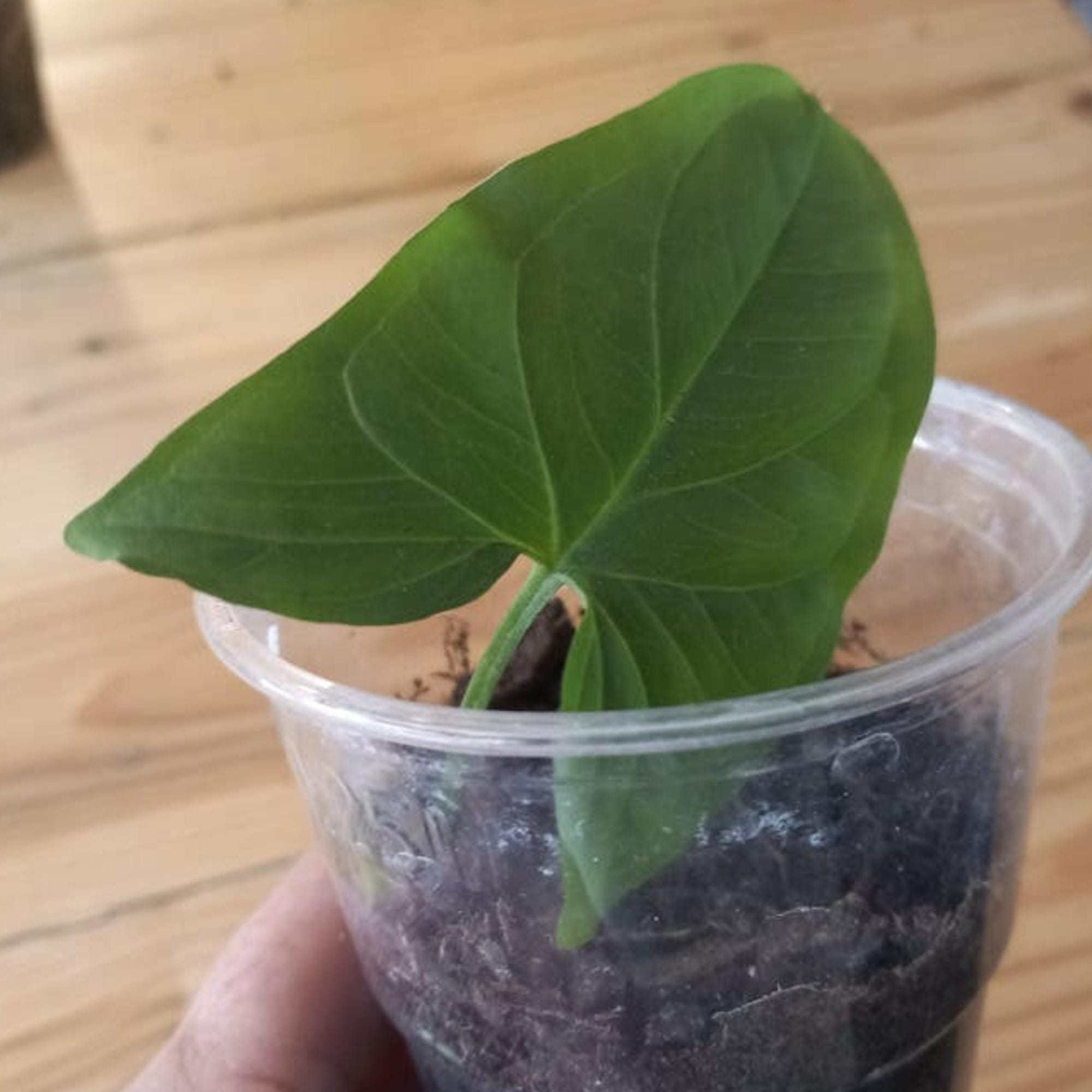 Syngonium Emerald Green cutting