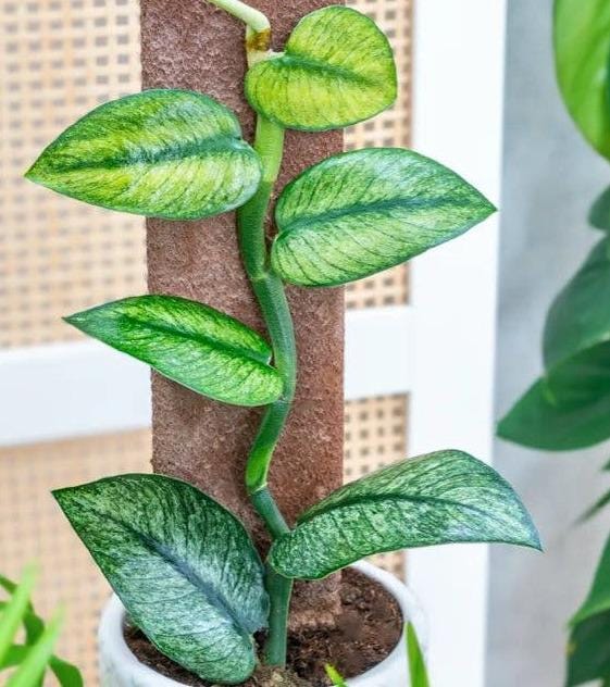 Rhaphidophora Hongkongensis Variegata cutting